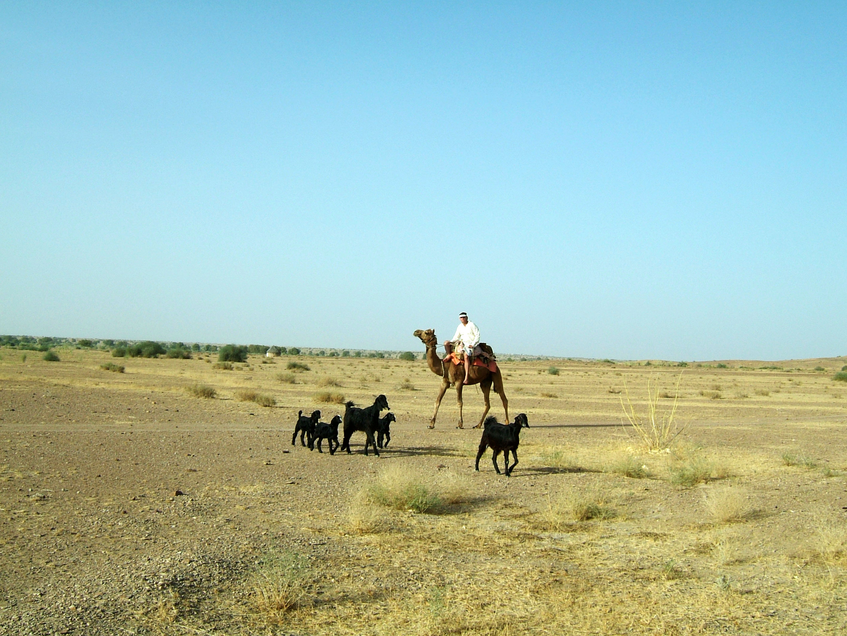 Camel Safari India Rajasthan Jaisalmer 11