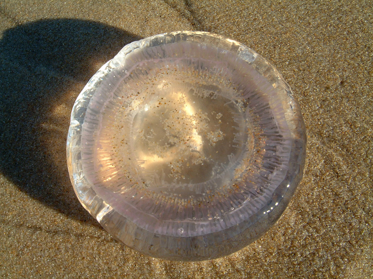 Textures Marcus Beach Life Clear Jellyfish 08