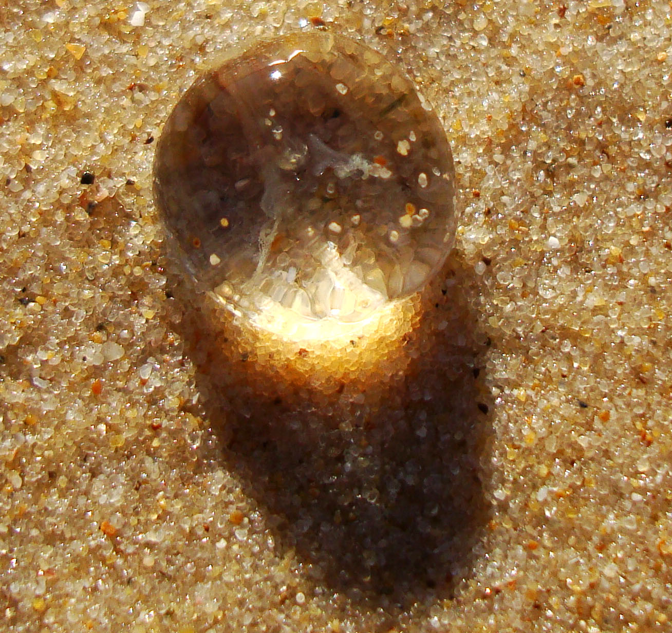 Textures Marcus Beach Life Clear Jellyfish 18