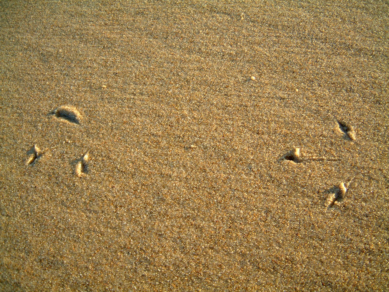 Textures Marcus Beach Life Seagull footprints 01