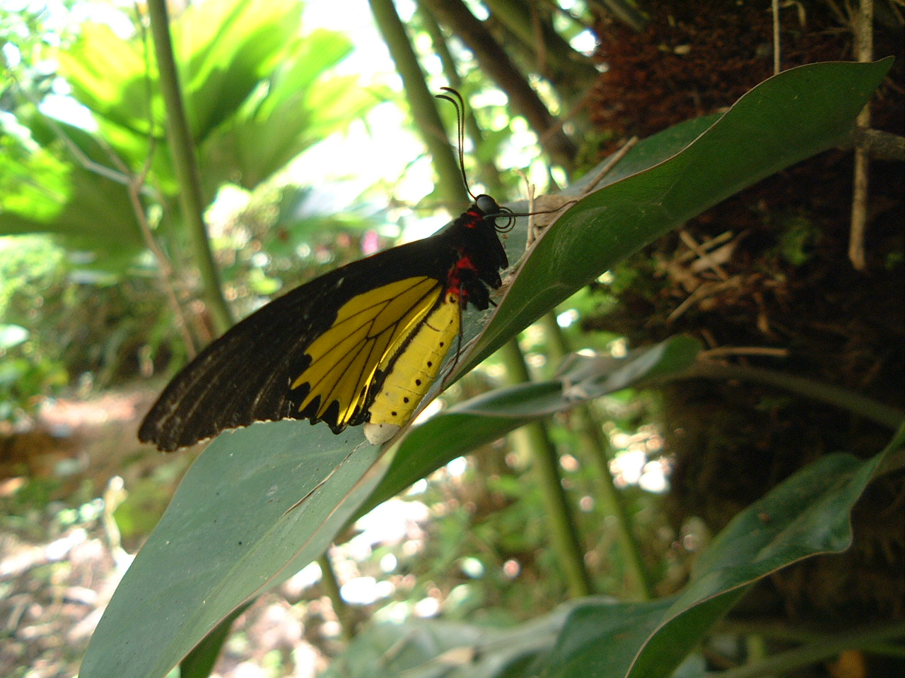 Butterfly Malaysia Penang Butterfly Park 24