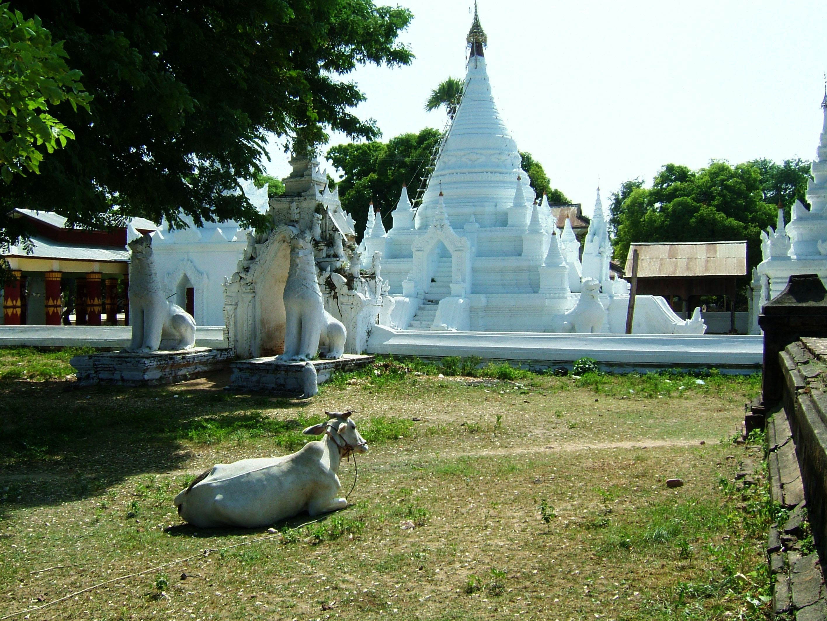 Cow Sagaing 01