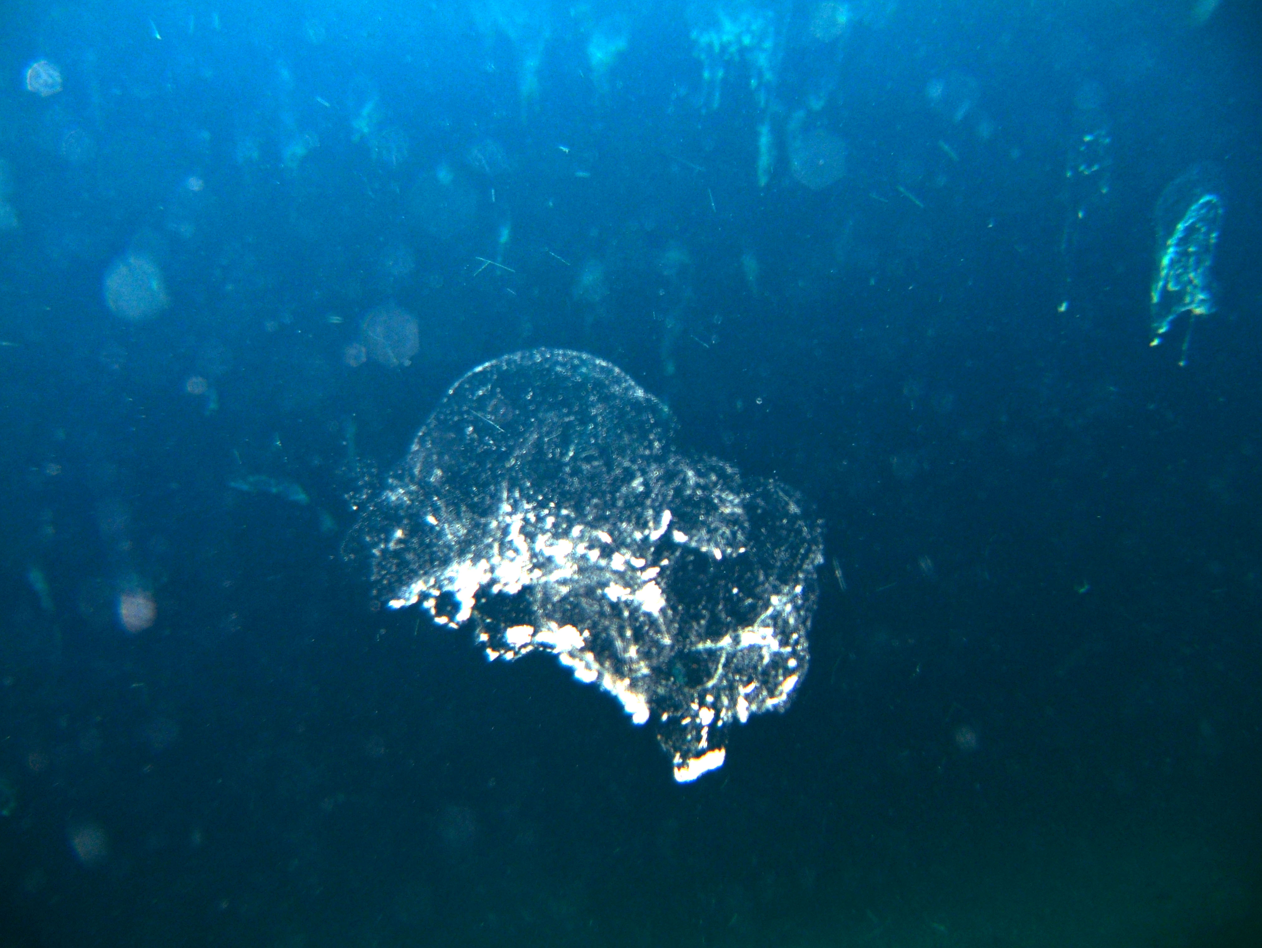 Coron dive site 11 Cay Angan Lake Baracuda Lake July 2005 02