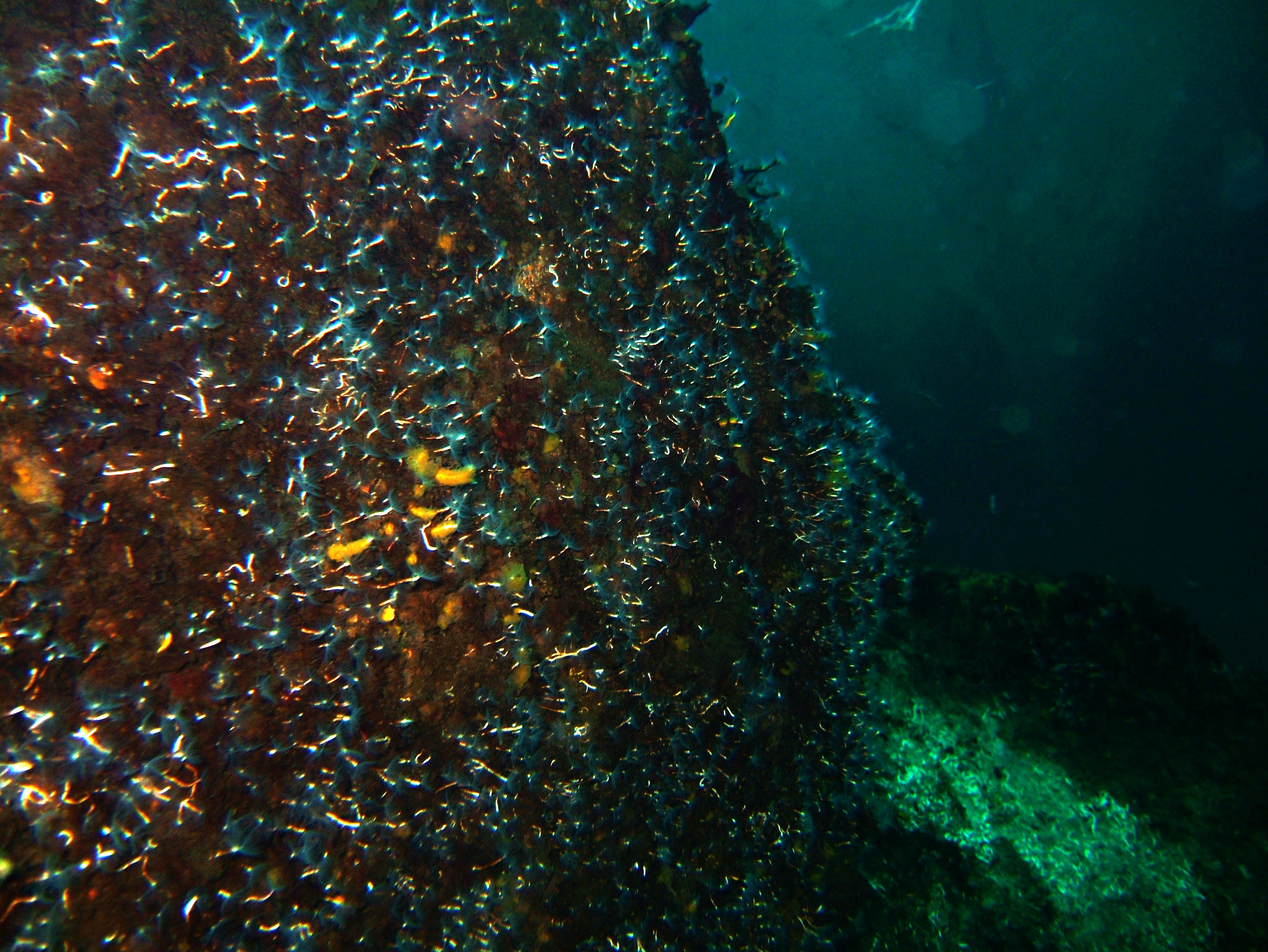 Coron dive site 11 Cay Angan Lake Baracuda Lake July 2005 04