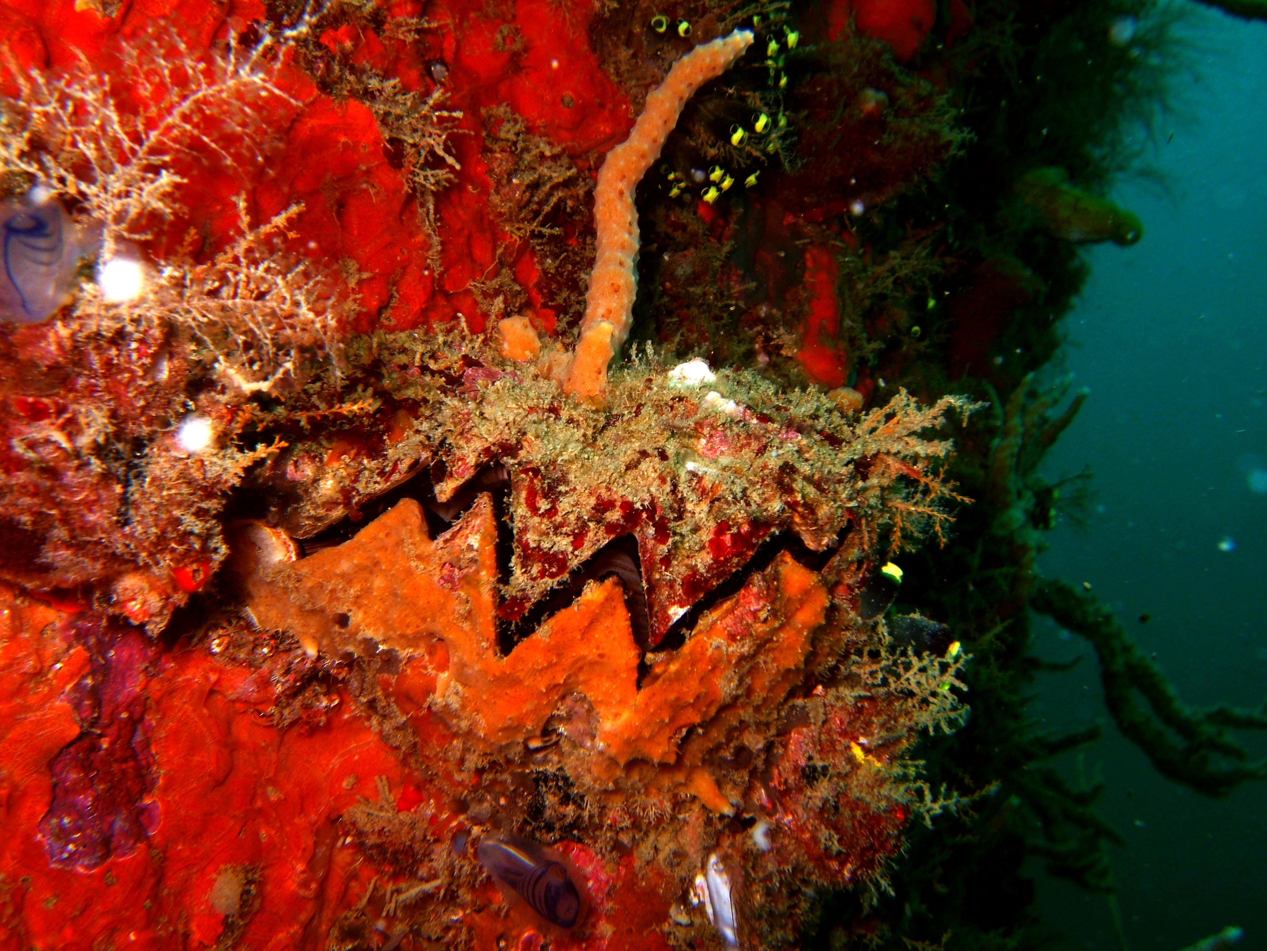 Coron dive site 2 Wreck dive IJN Taiei Maru July 2005 22
