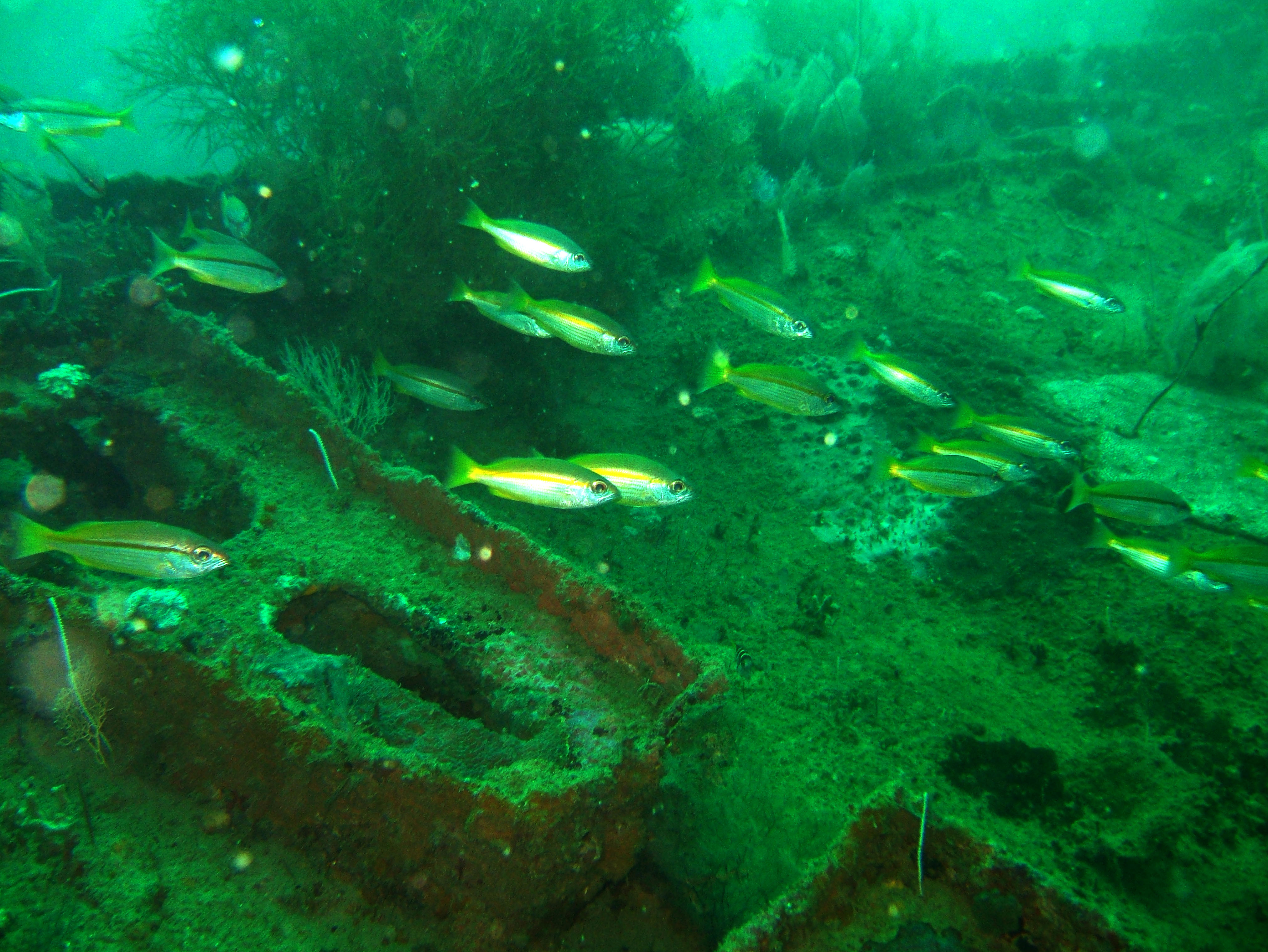 Coron dive site 7 Wreck dive IJN Irako July 2005 09