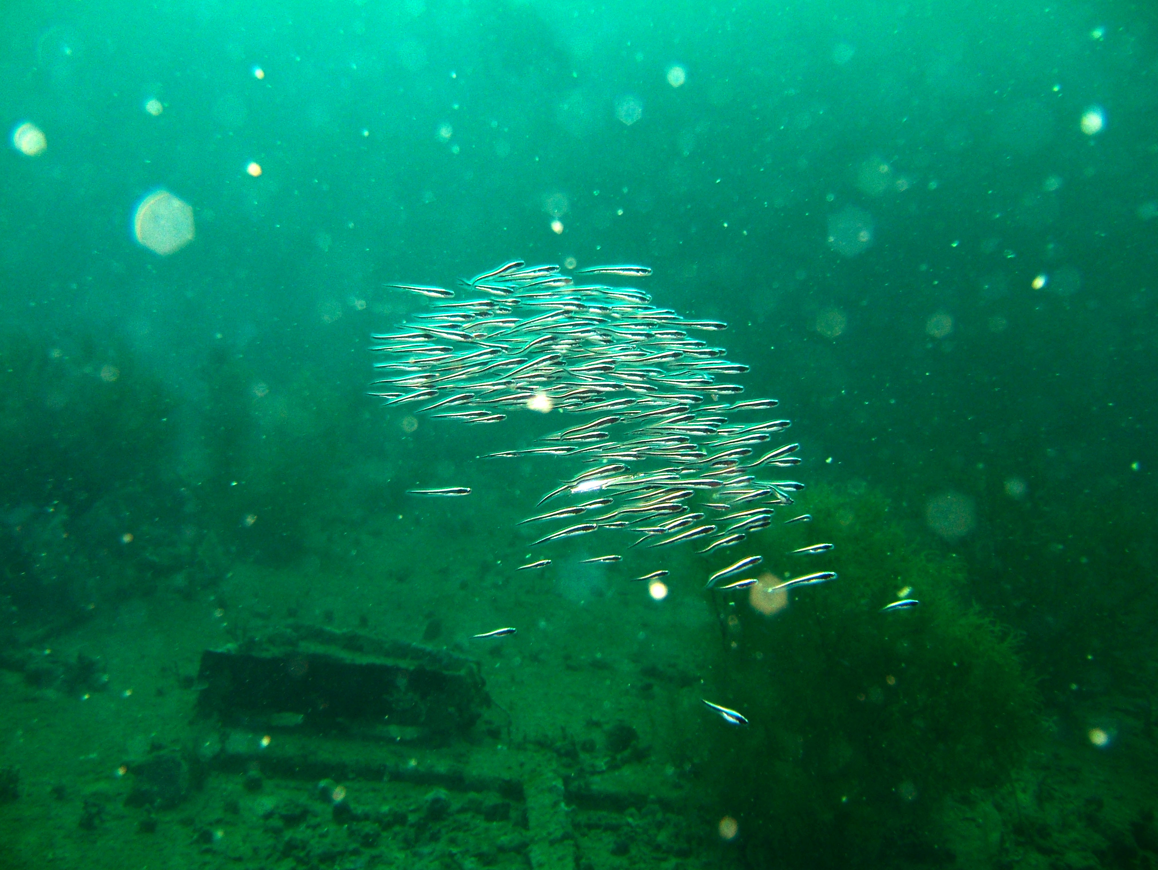 Coron dive site 7 Wreck dive IJN Irako July 2005 19