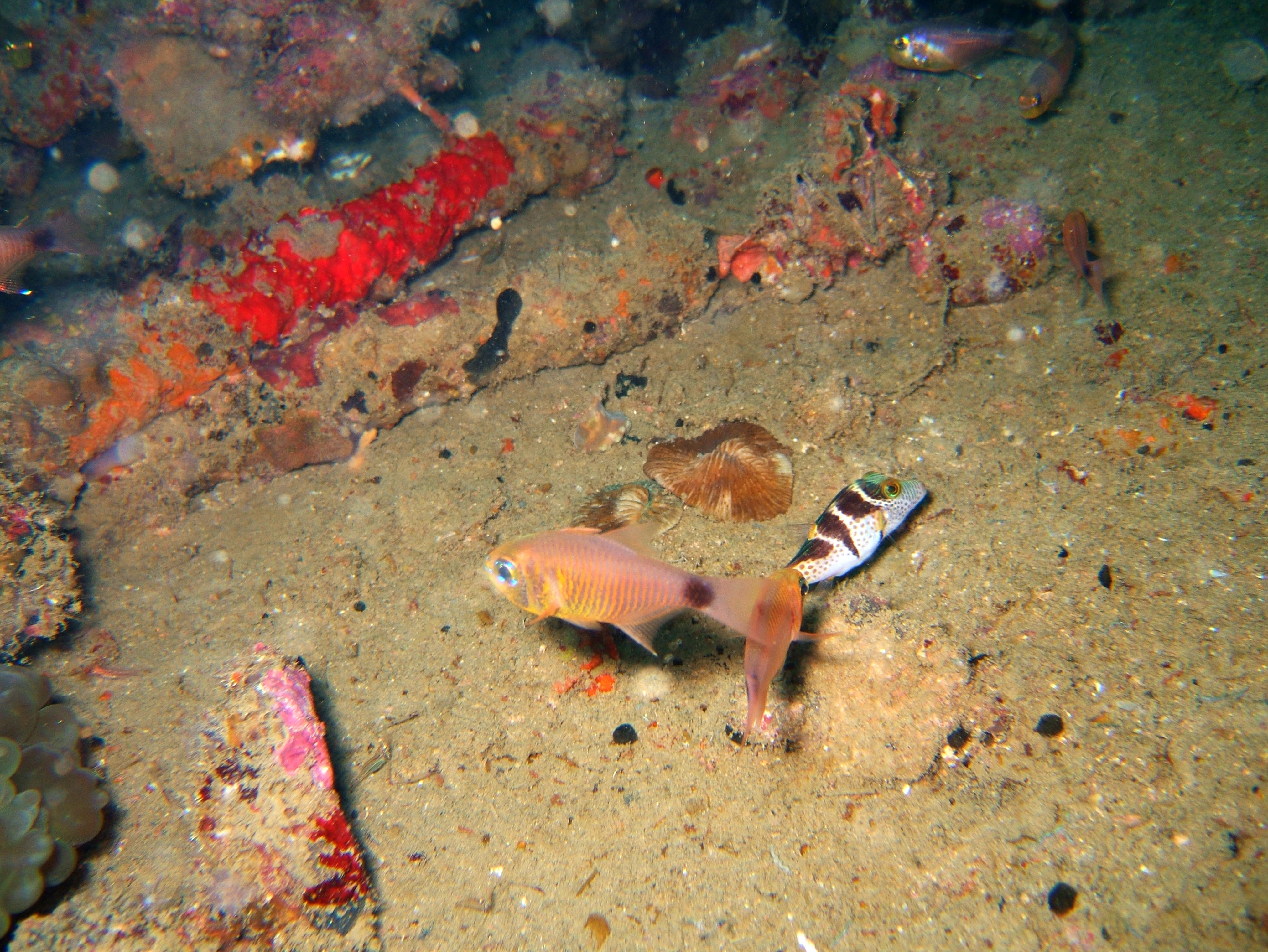Coron dive site 8 Wreck dive IJN Olympia Maru July 2005 14