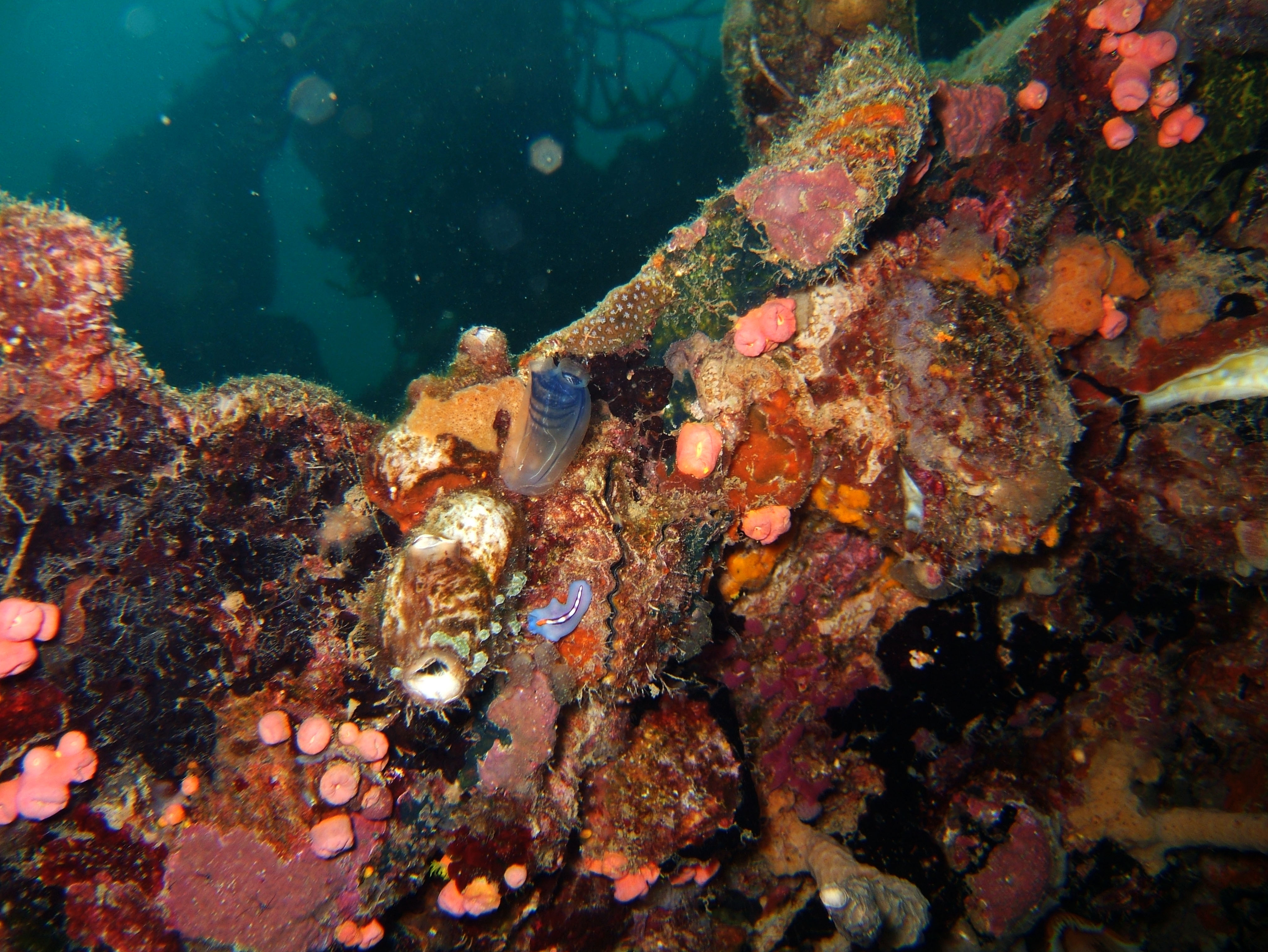 Coron dive site 9 Wreck dive East Tangat July 2005 32