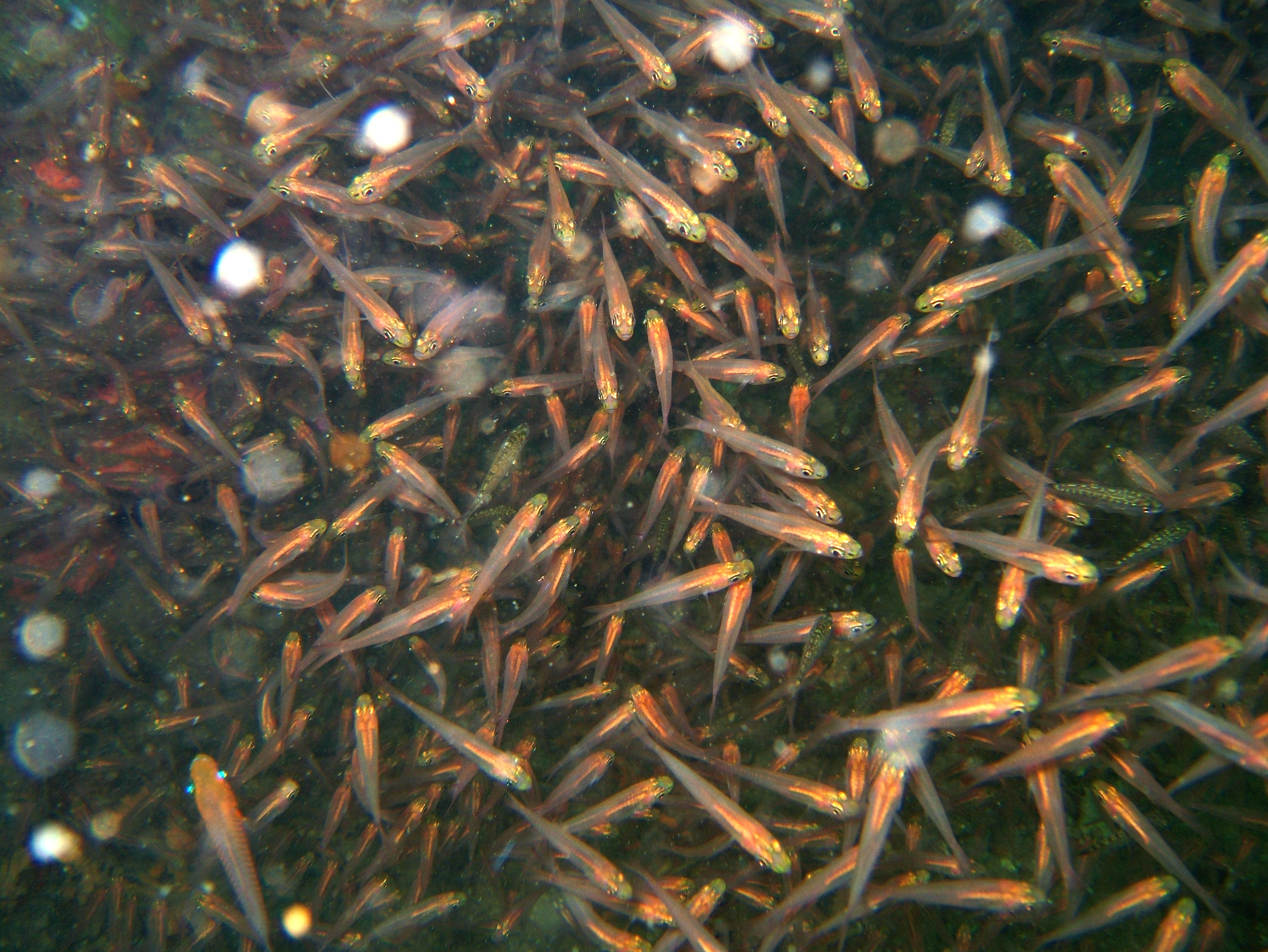 Coron dive site 9 Wreck dive East Tangat July 2005 51