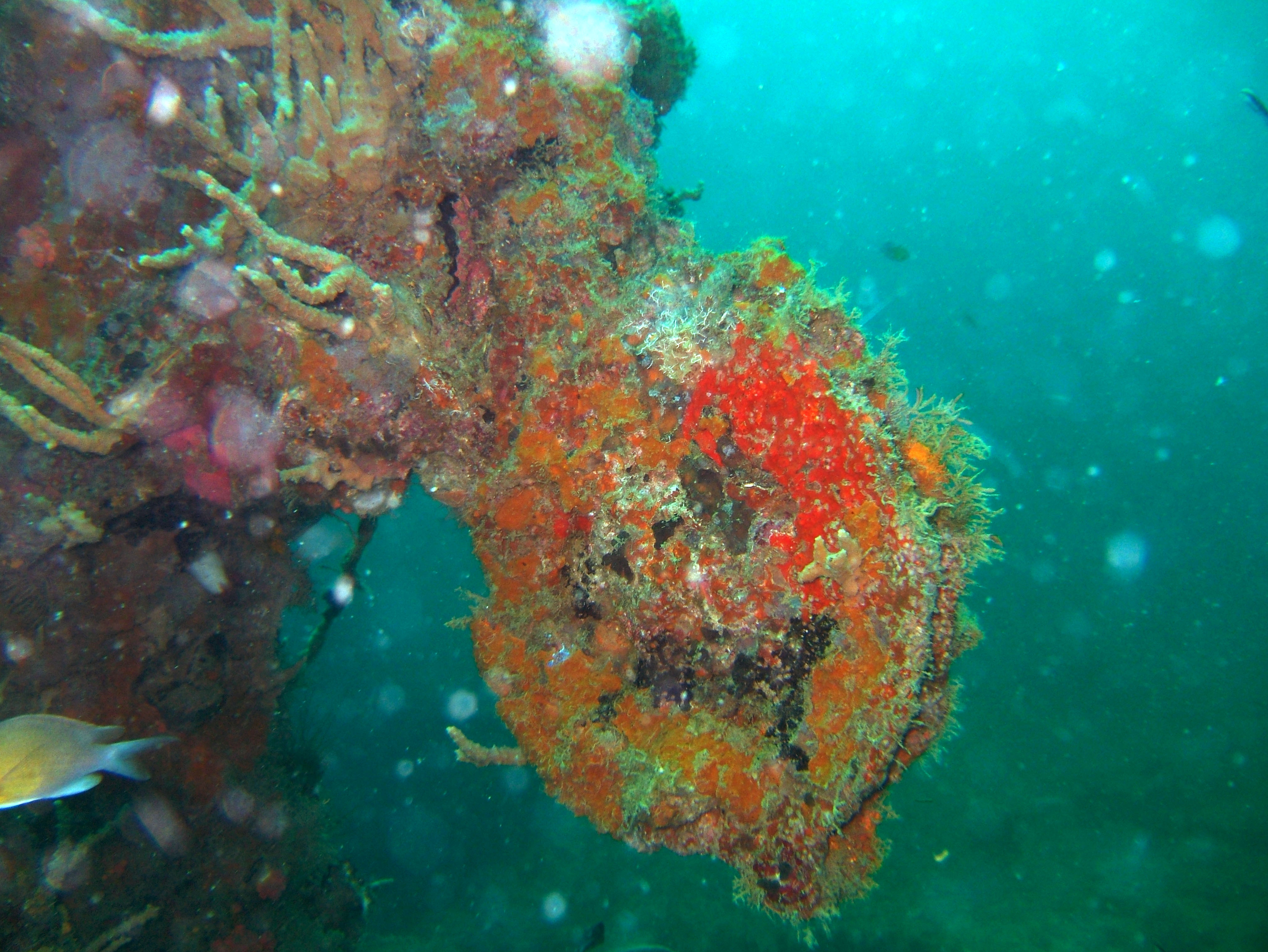 Coron dive site 9 Wreck dive East Tangat July 2005 57