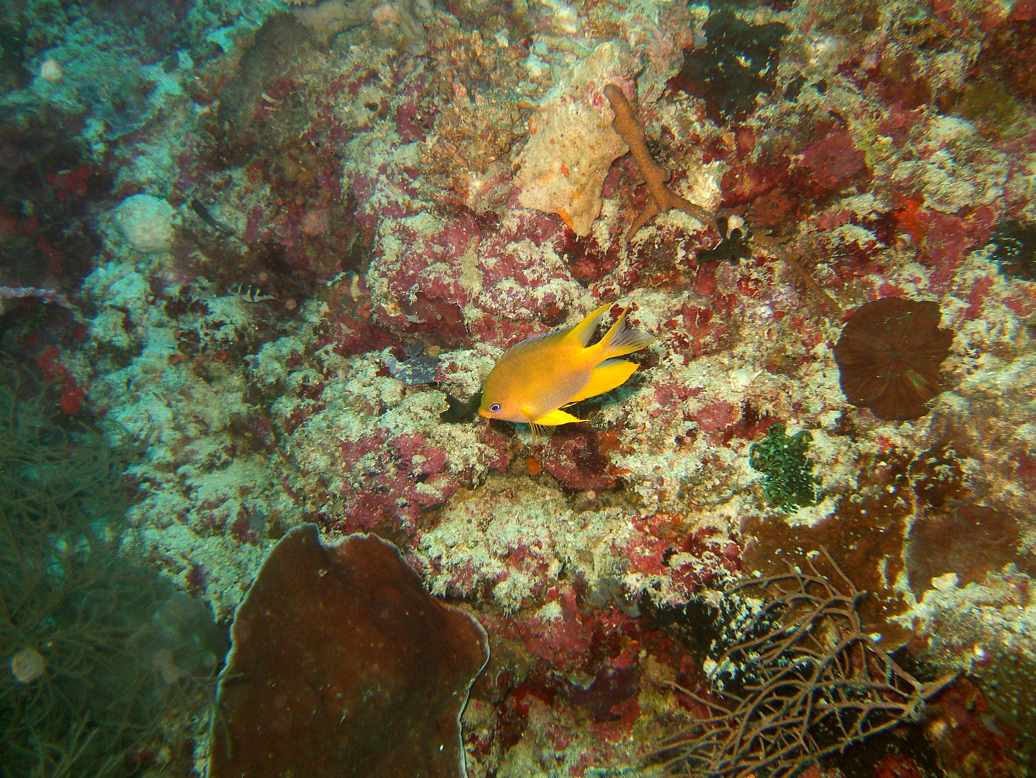 Philippines Cebu Moal Boal 20051226 Dive 1 Kasai Point 14