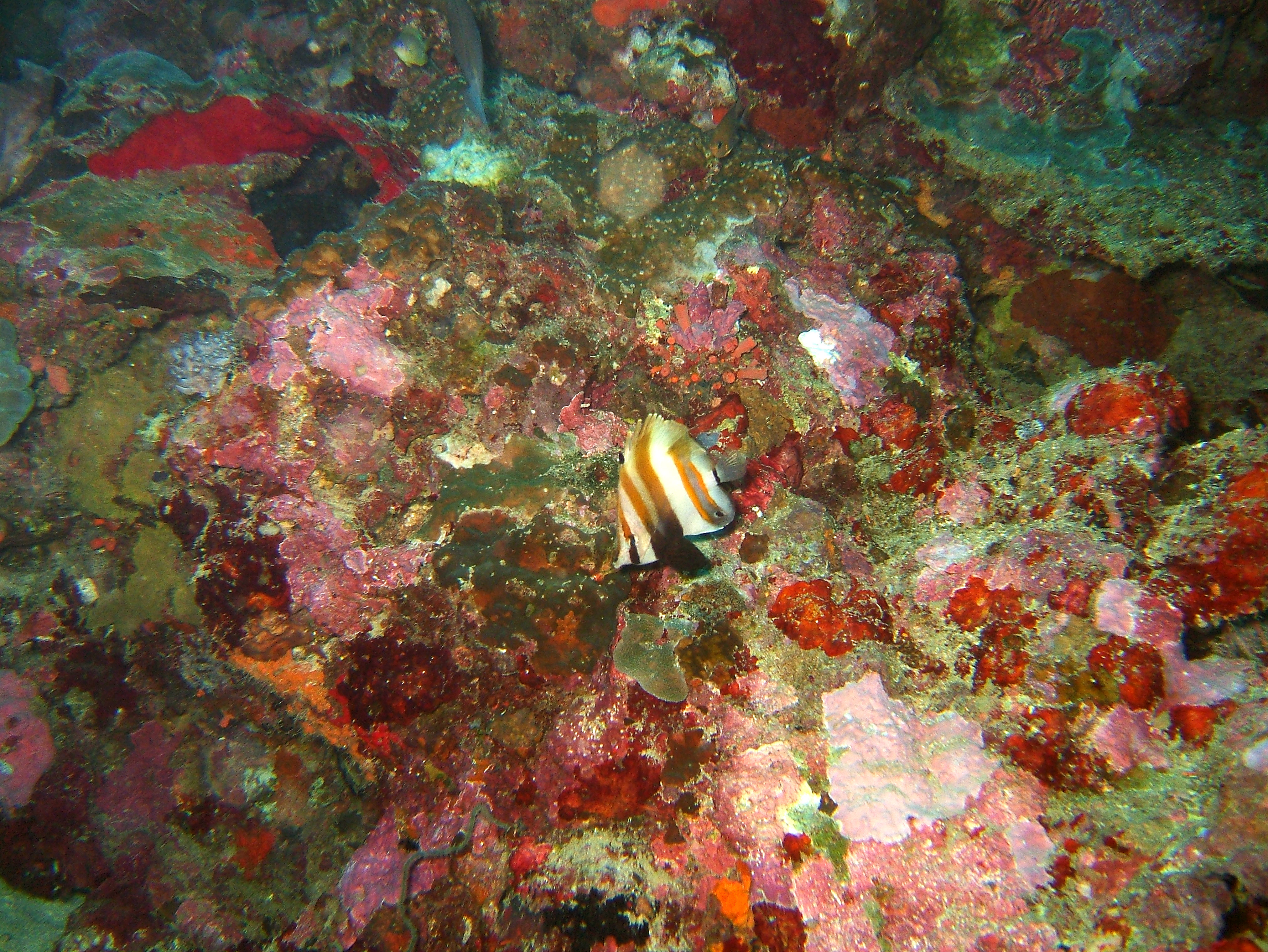 Philippines Cebu Moal Boal 20051226 Dive 1 Kasai Point 15