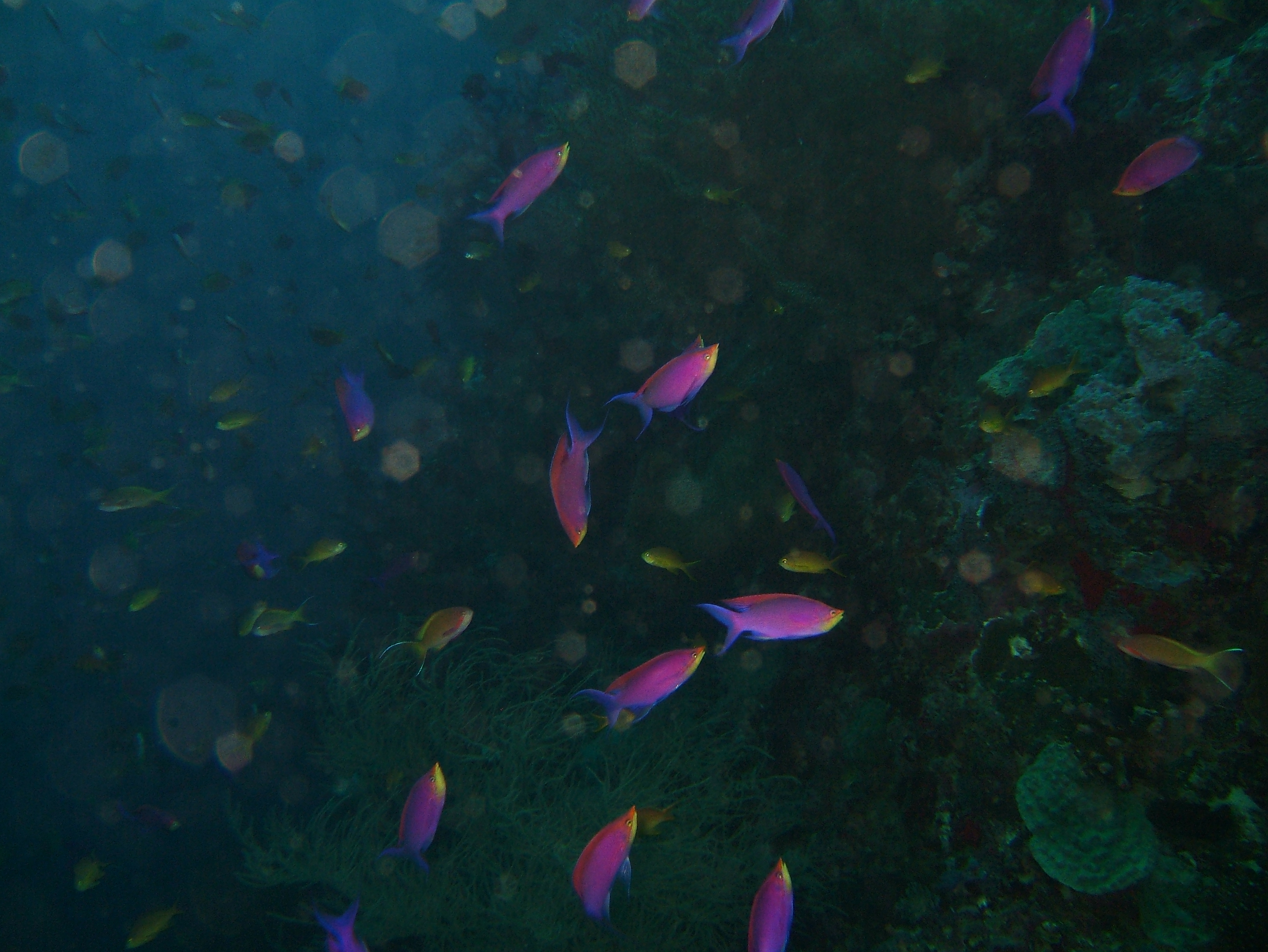 Philippines Cebu Moal Boal 20051226 Dive 1 Kasai Point 16