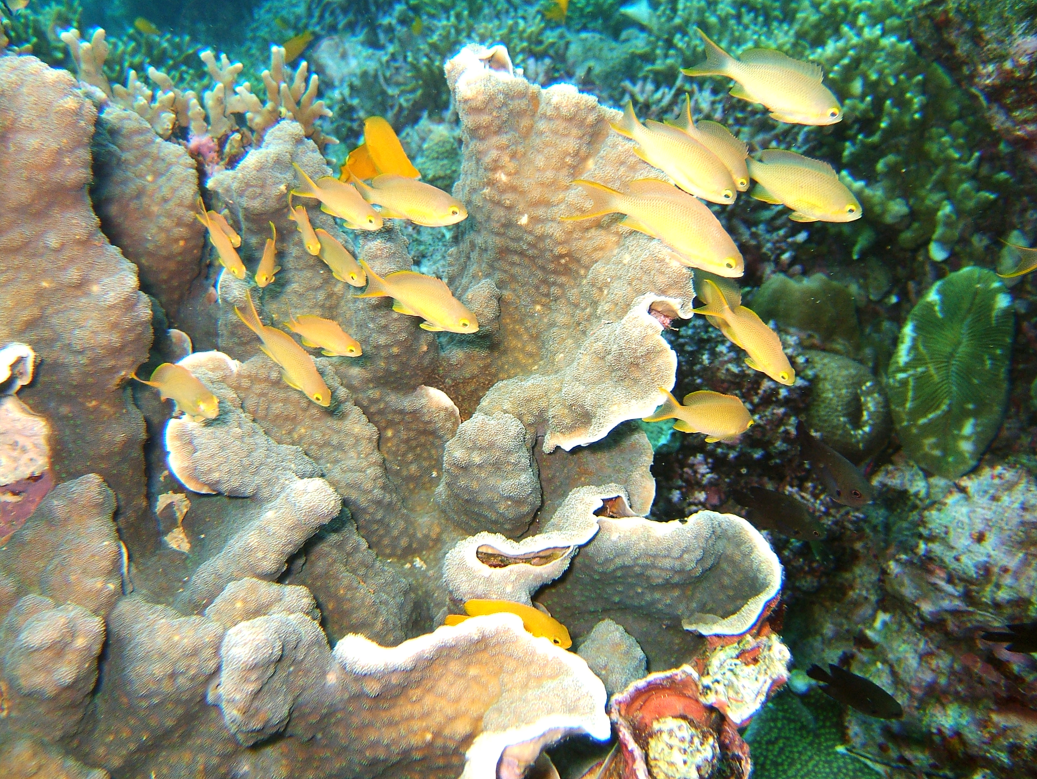 Philippines Cebu Moal Boal 20051226 Dive 1 Kasai Point 35
