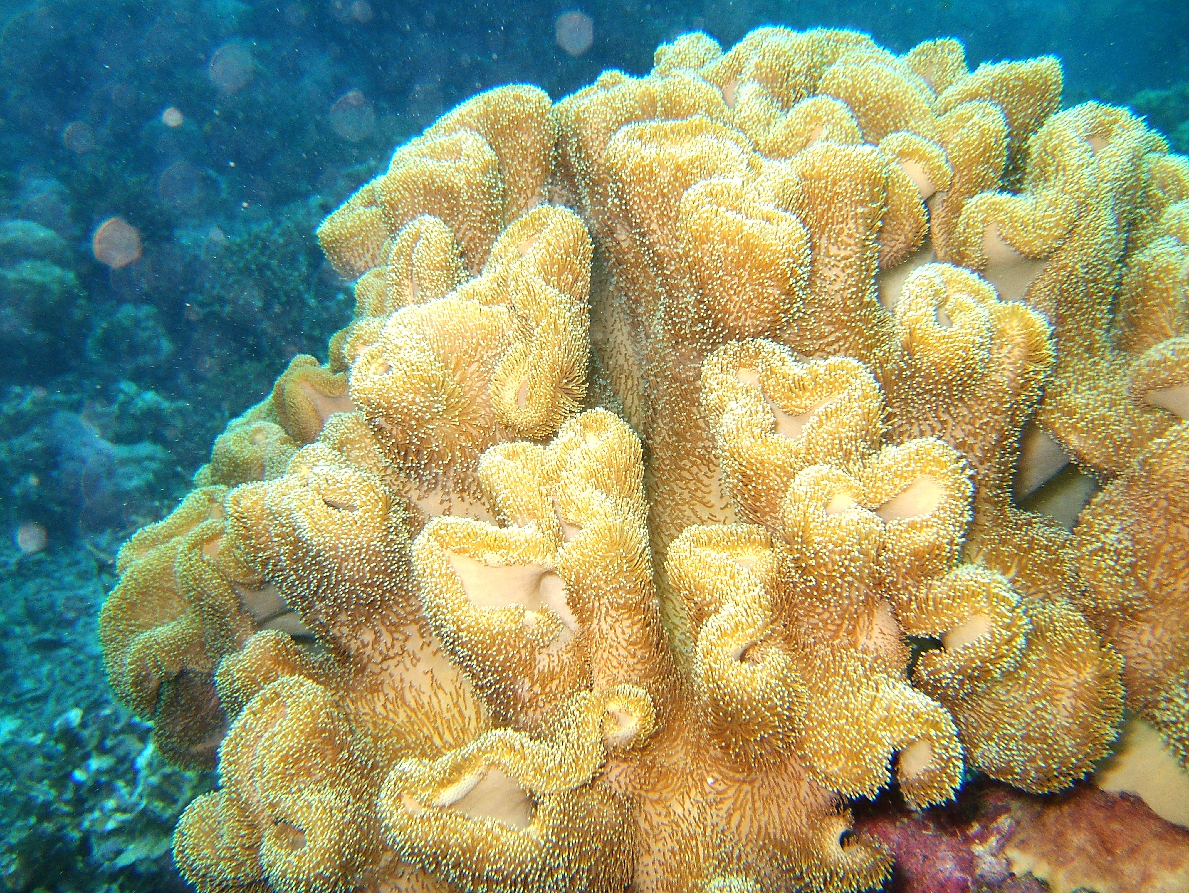 Philippines Cebu Moal Boal 20051226 Dive 1 Kasai Point 39