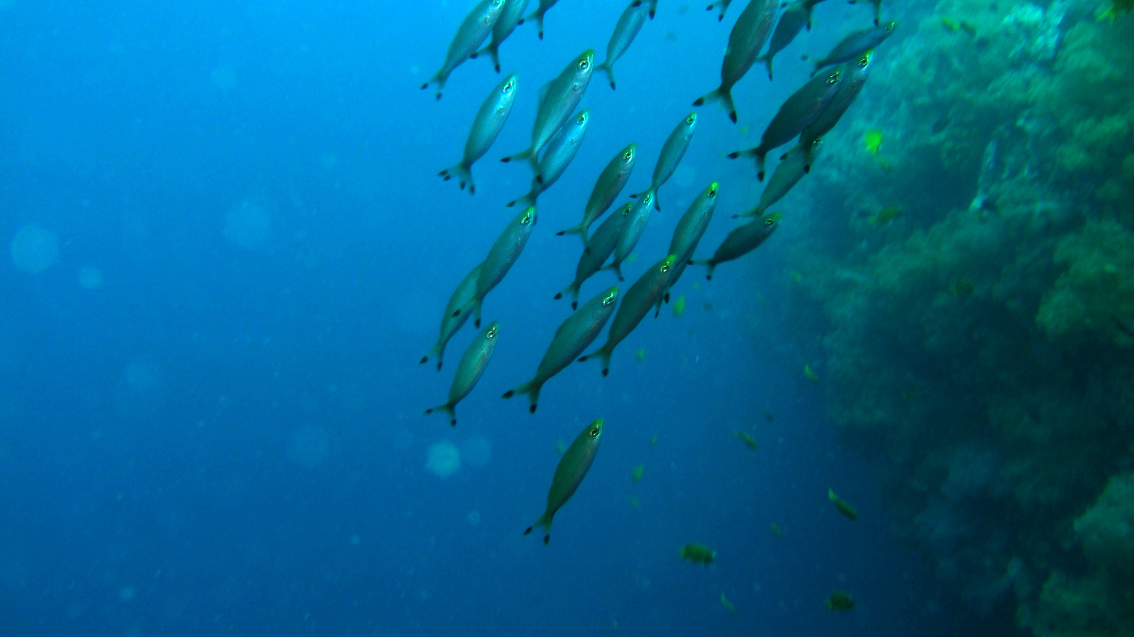Philippines Cebu Moal Boal 20051227 Dive 1 Pescador Island 02