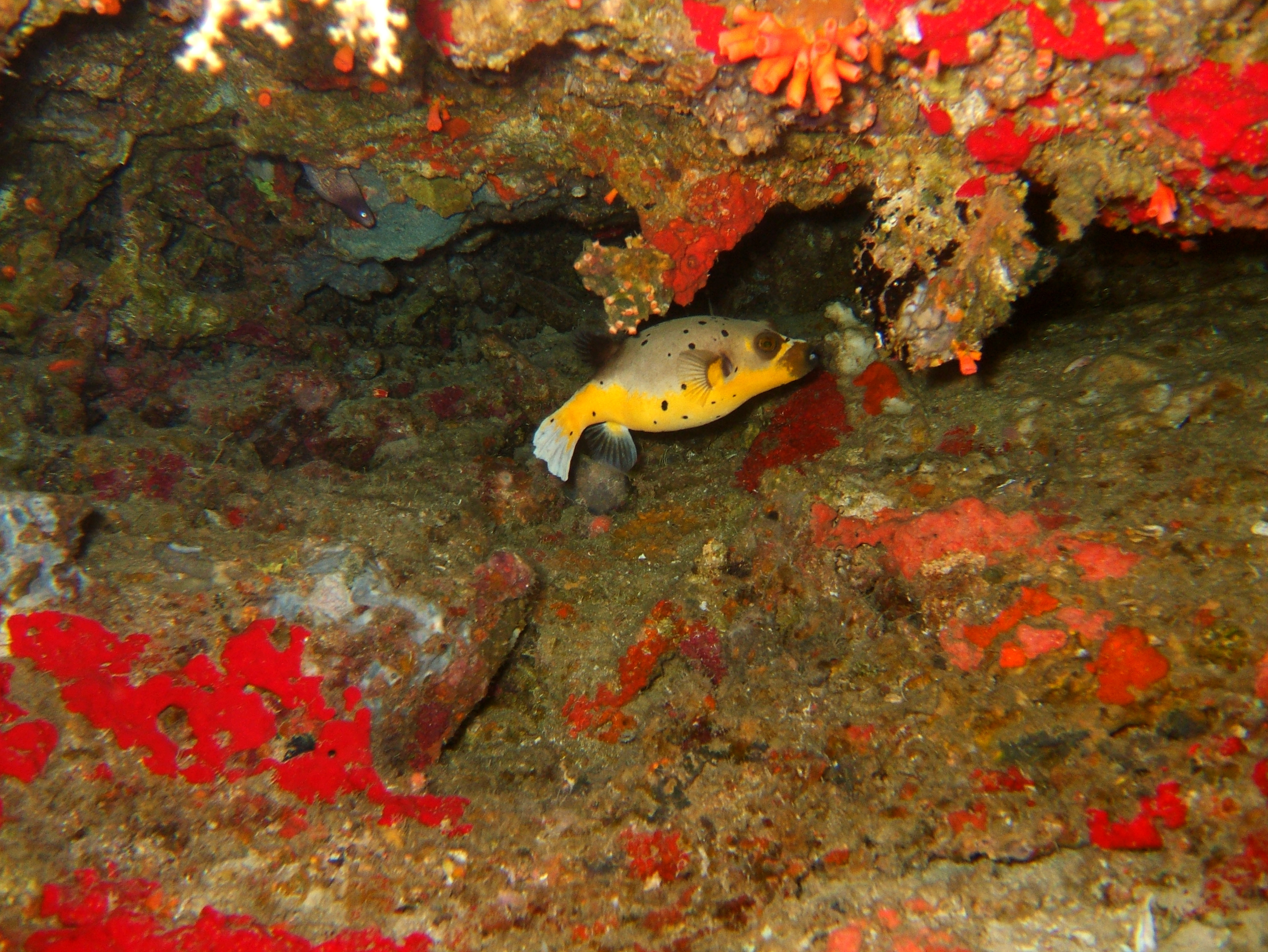 Philippines Cebu Moal Boal 20051227 Dive 1 Pescador Island 05
