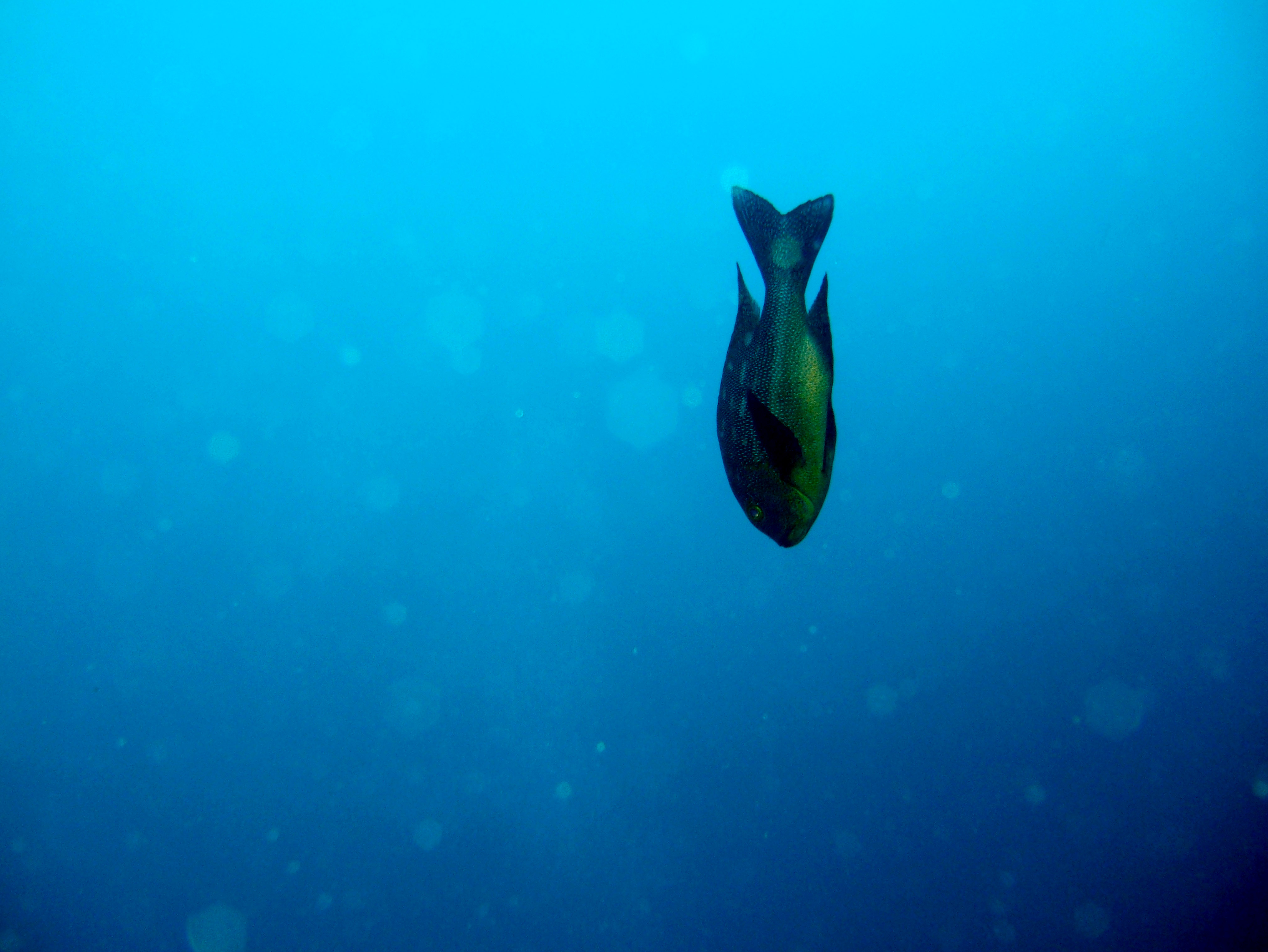 Philippines Cebu Moal Boal 20051227 Dive 1 Pescador Island 13