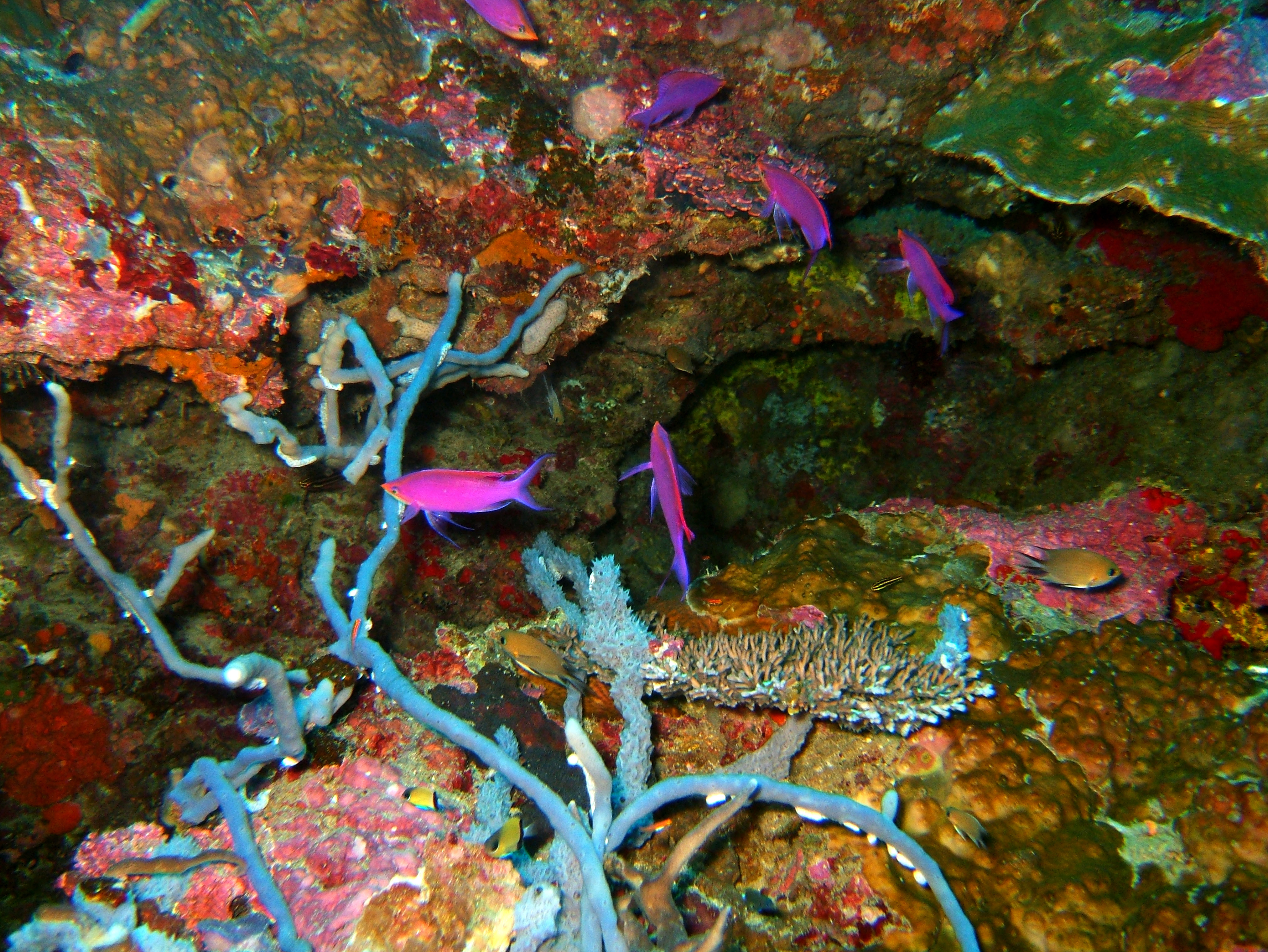Philippines Cebu Moal Boal 20051227 Dive 1 Pescador Island 20