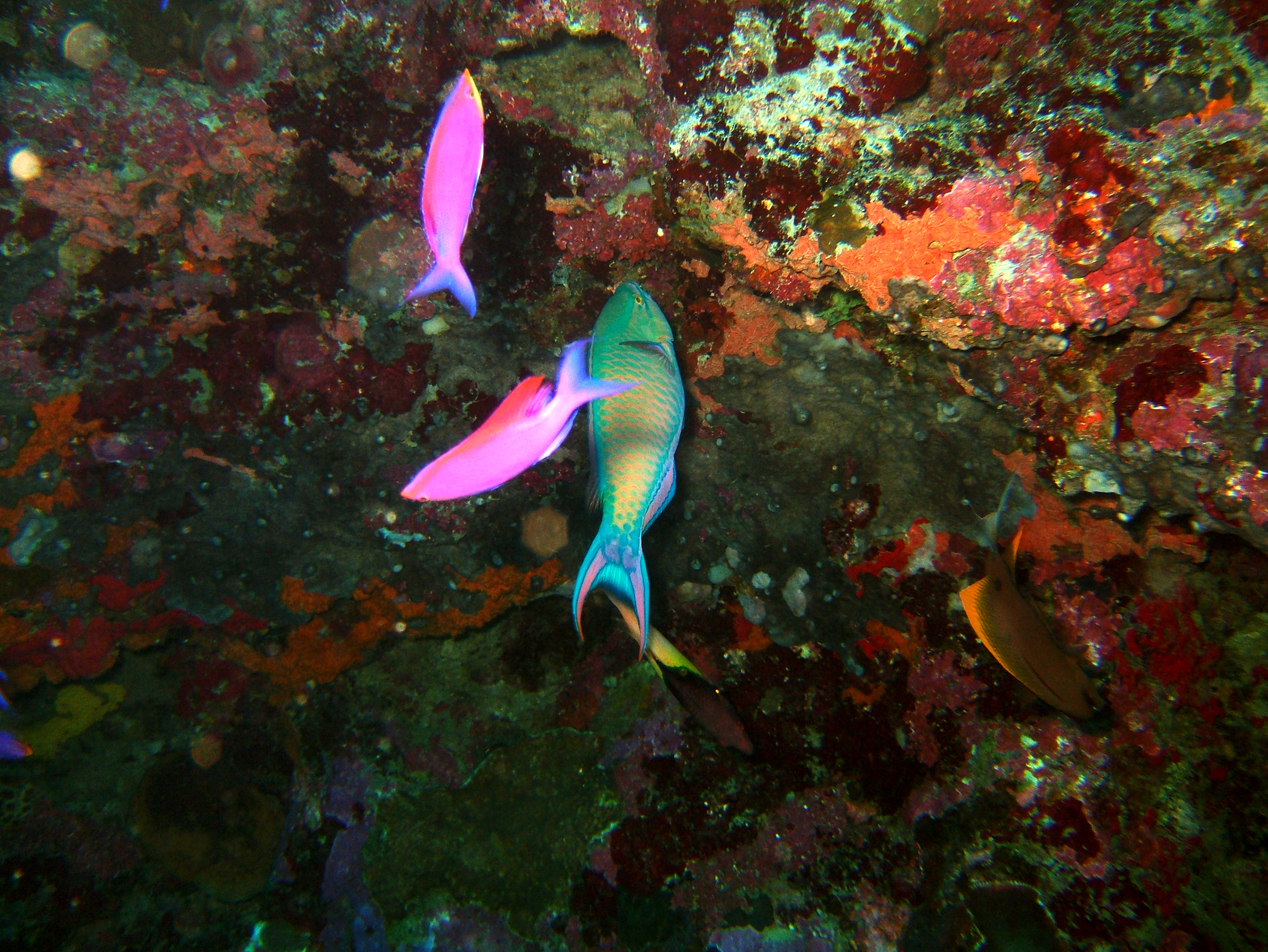 Philippines Cebu Moal Boal 20051227 Dive 1 Pescador Island 21