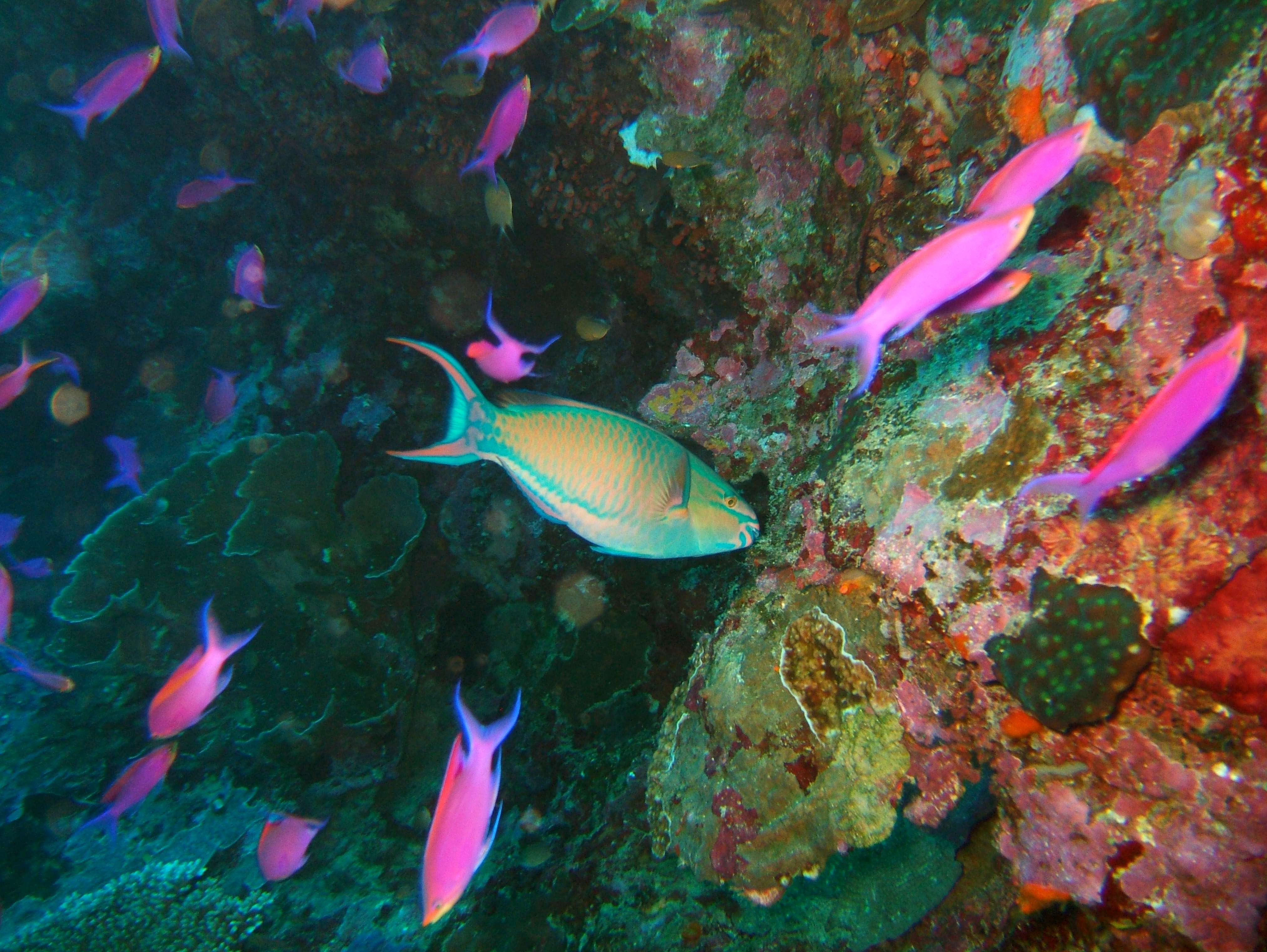Philippines Cebu Moal Boal 20051227 Dive 1 Pescador Island 22