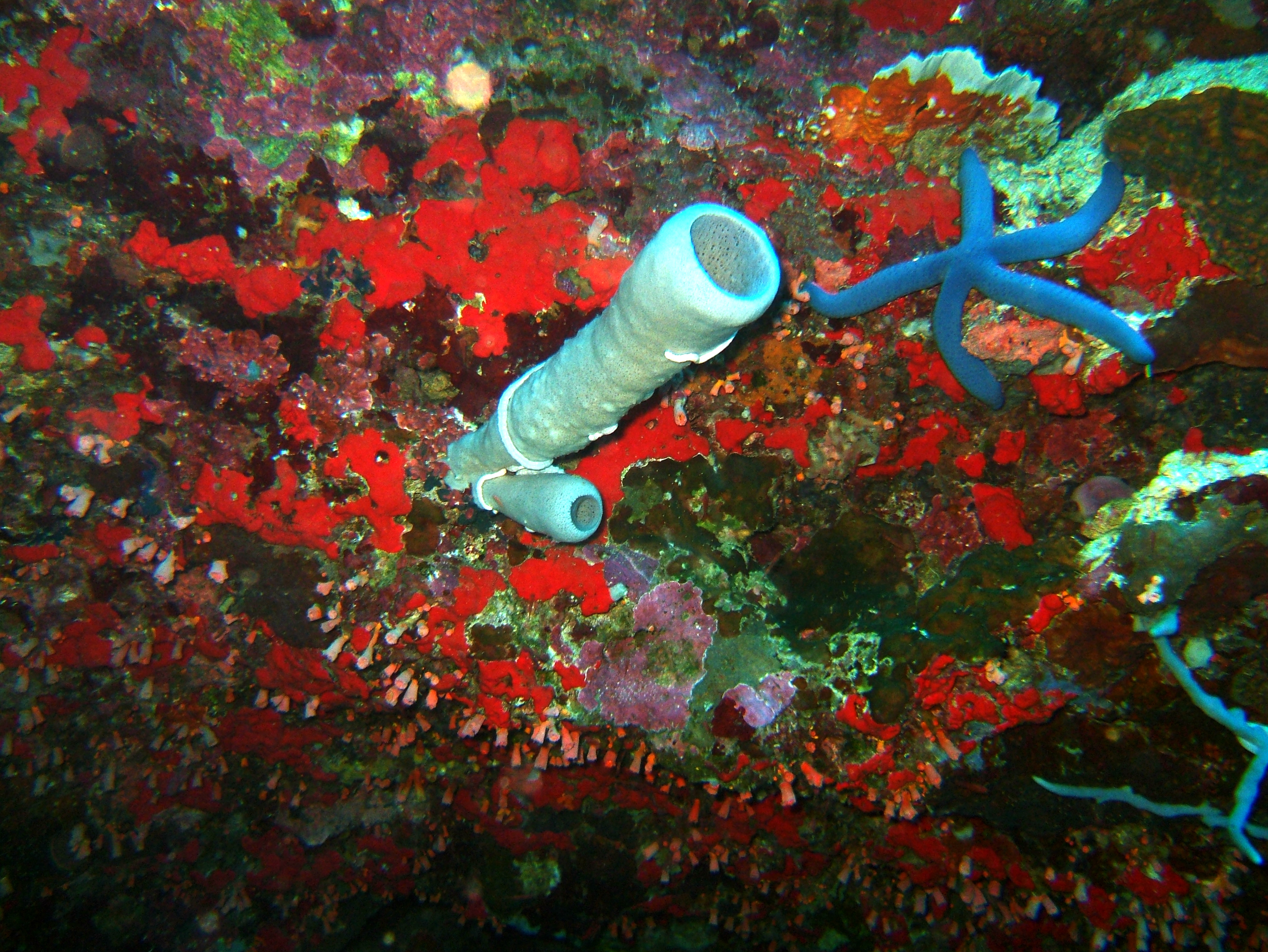 Philippines Cebu Moal Boal 20051227 Dive 1 Pescador Island 31