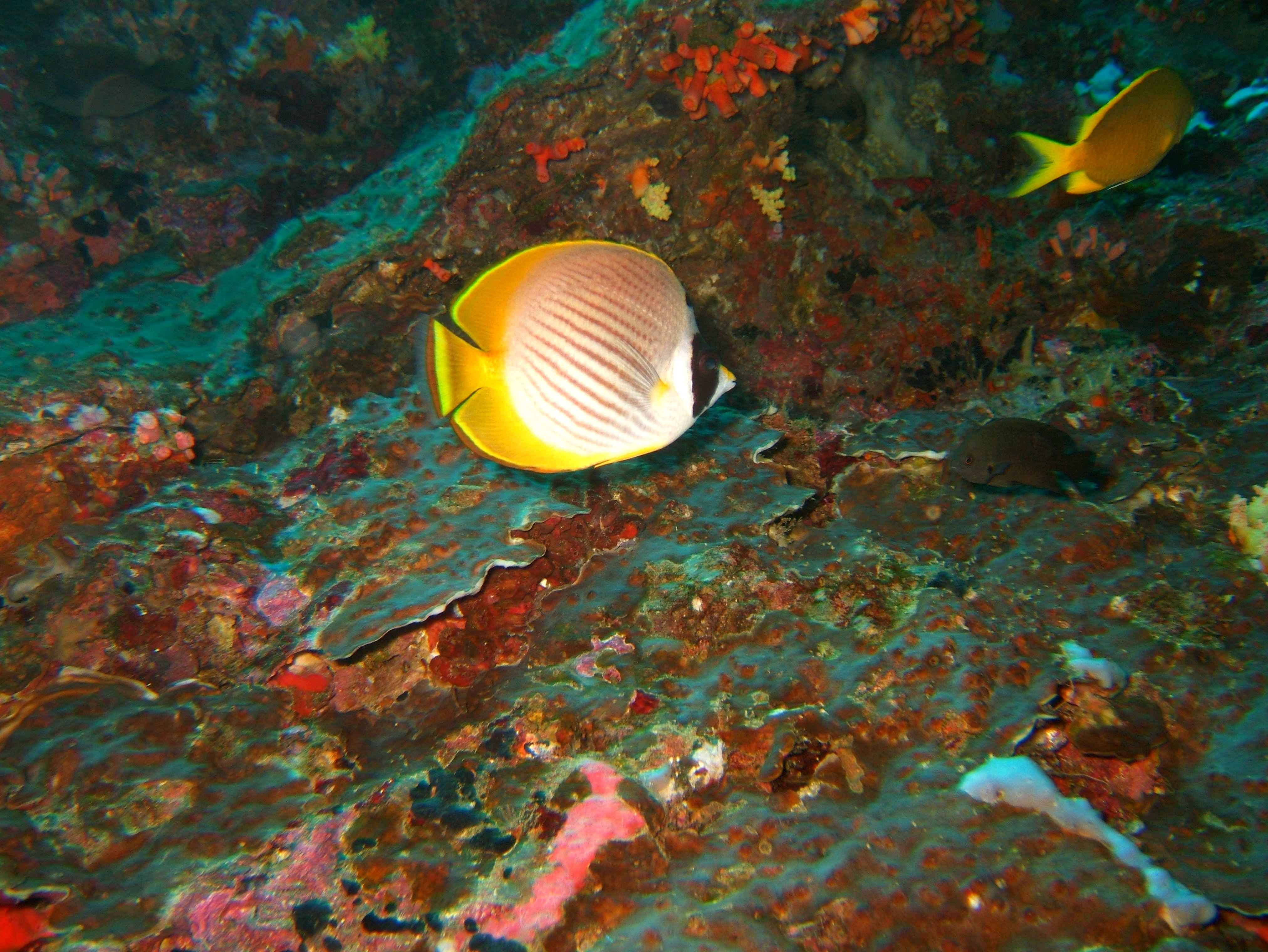 Philippines Cebu Moal Boal 20051227 Dive 1 Pescador Island 49