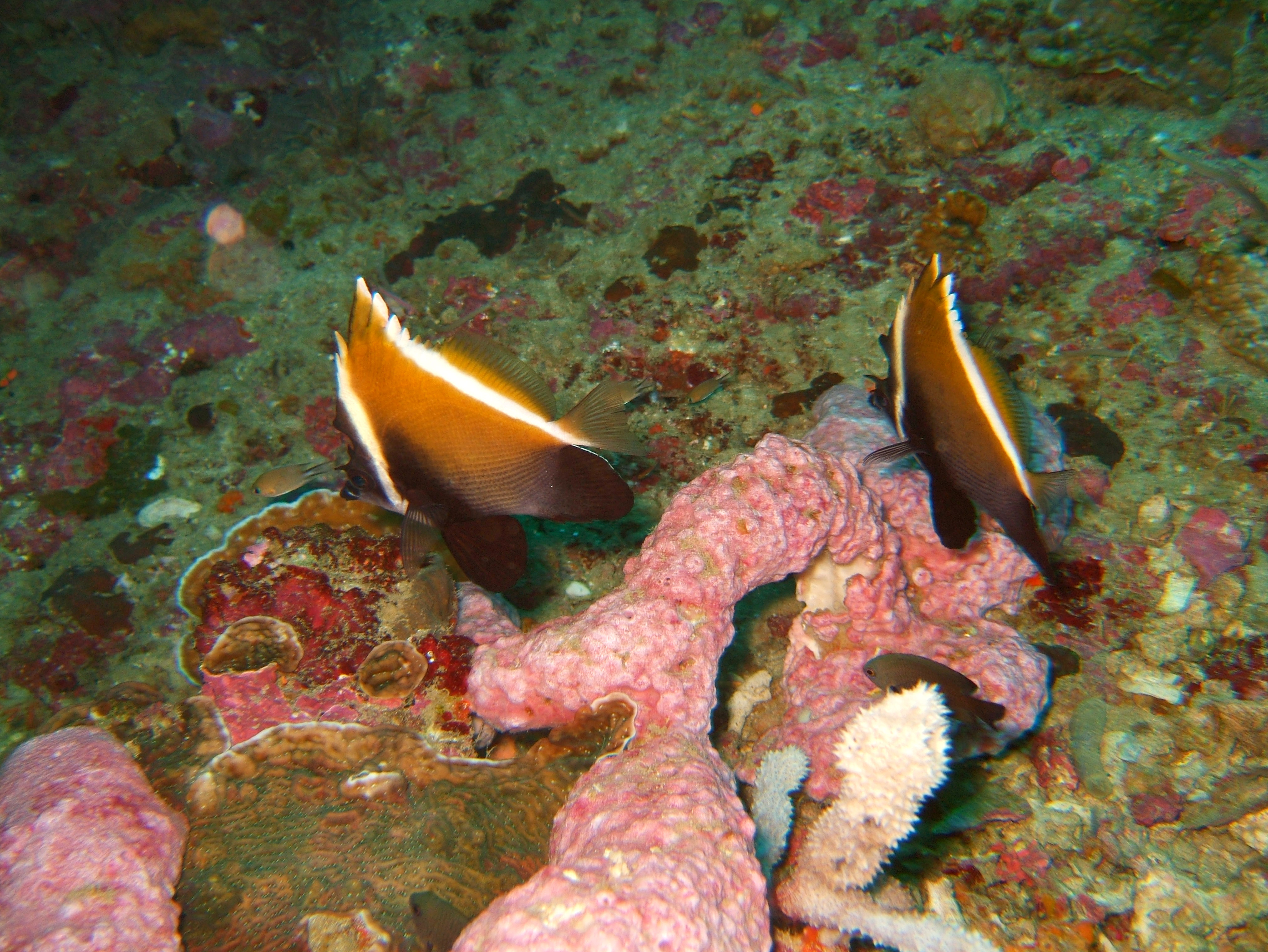 Philippines Cebu Moal Boal 20051227 Dive 1 Pescador Island 50