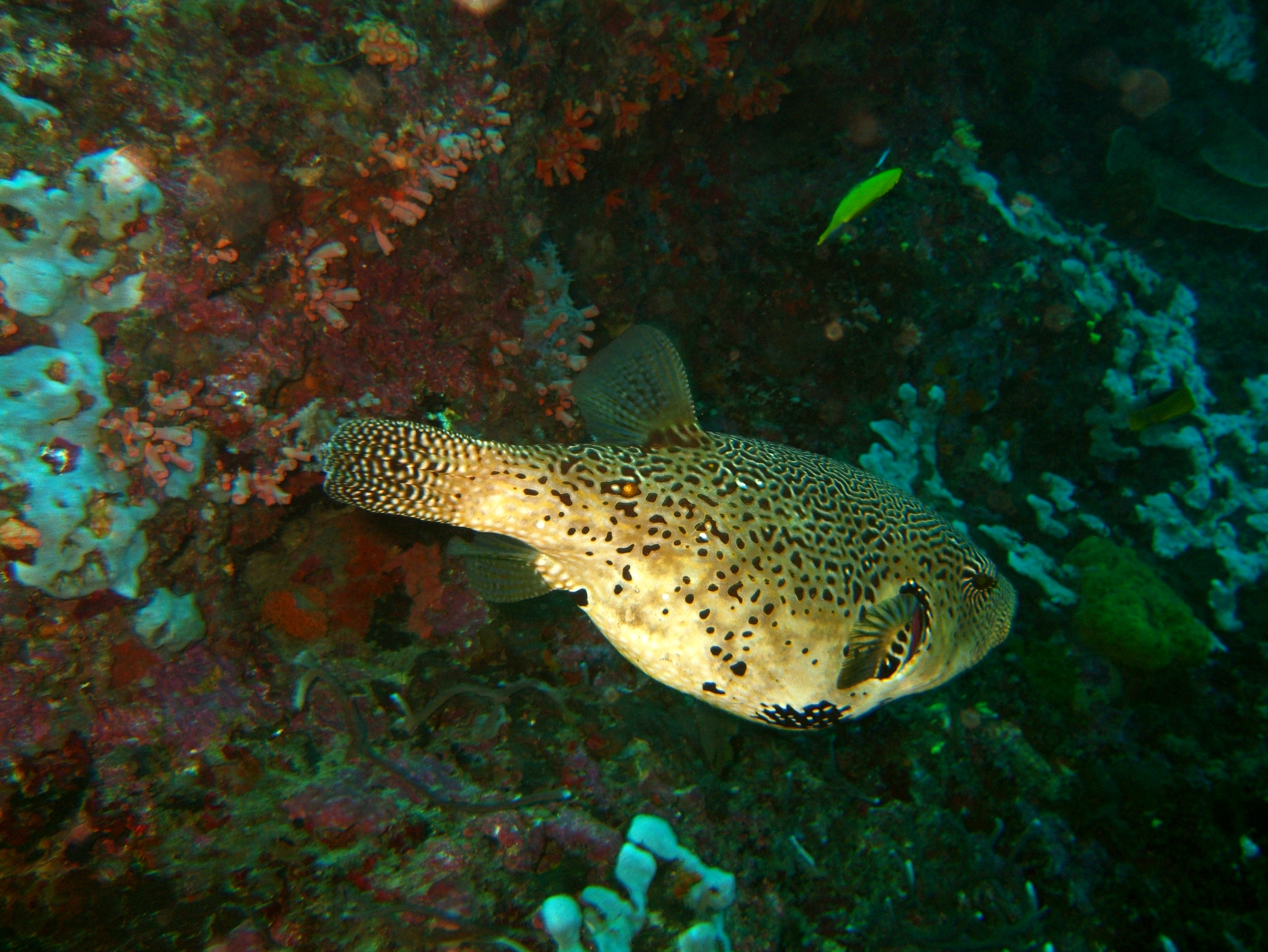 Philippines Cebu Moal Boal 20051227 Dive 1 Pescador Island 53