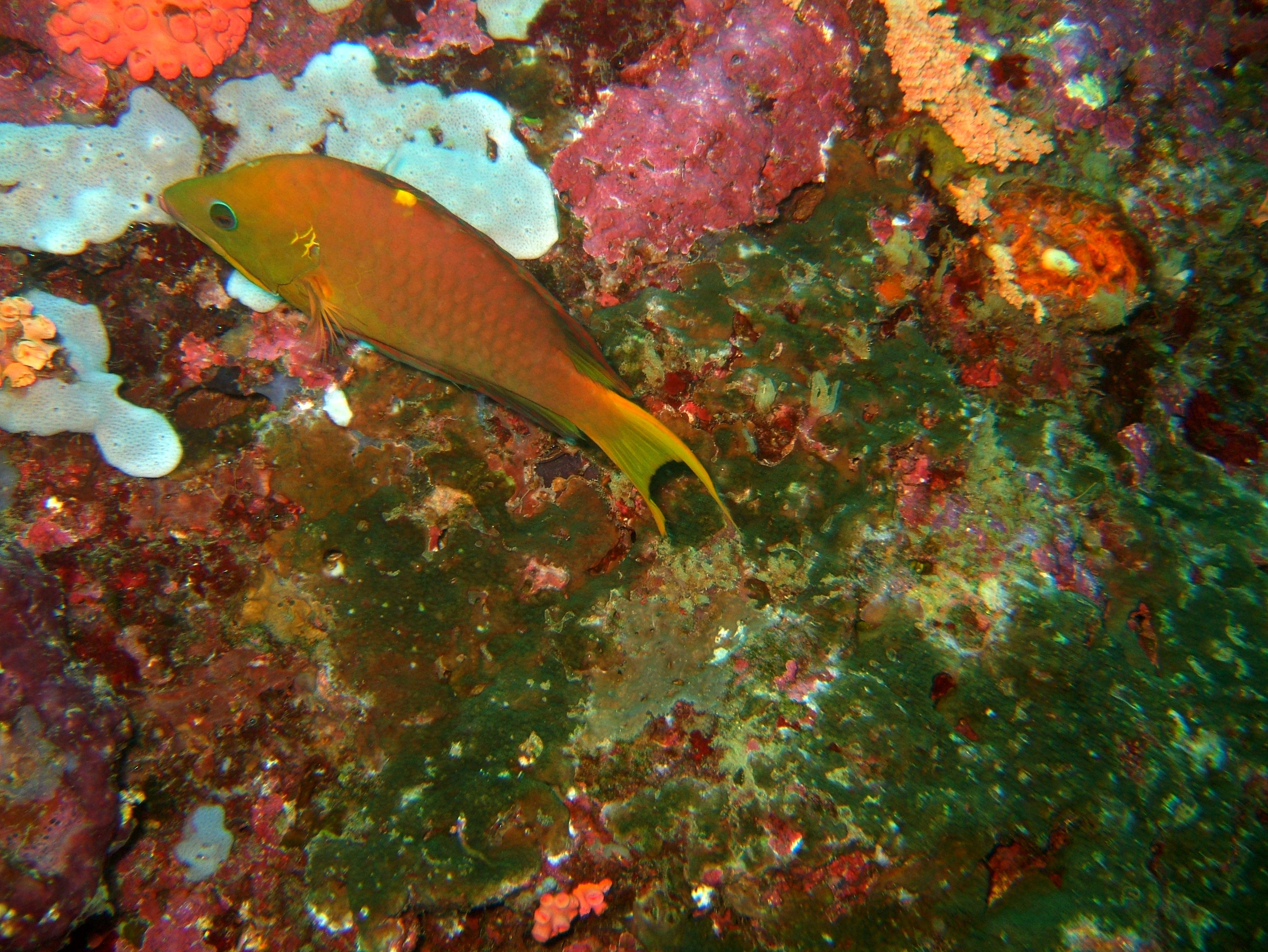 Philippines Cebu Moal Boal 20051227 Dive 1 Pescador Island 63