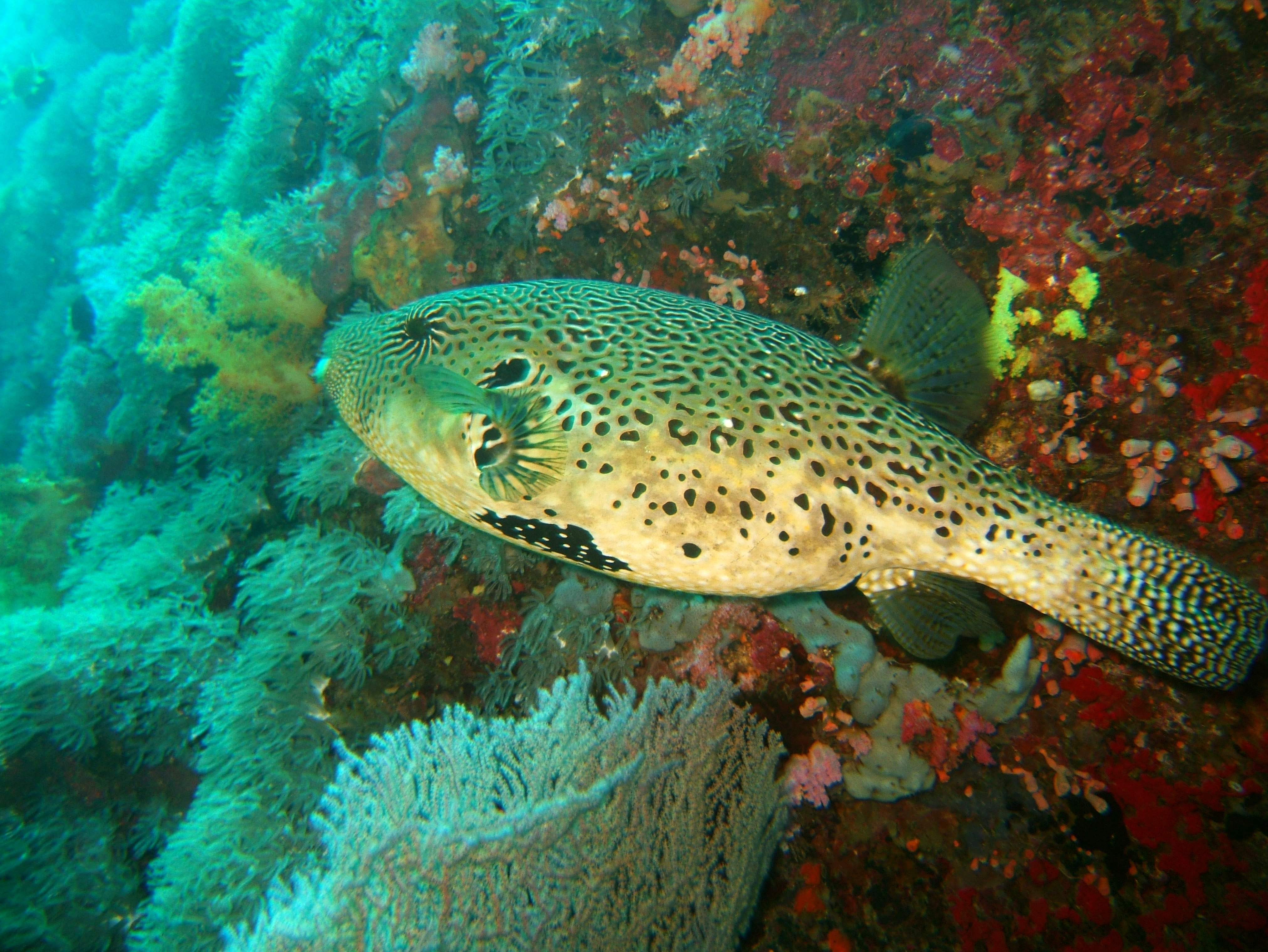Philippines Cebu Moal Boal 20051228 Dive 1 Pescador Island 11