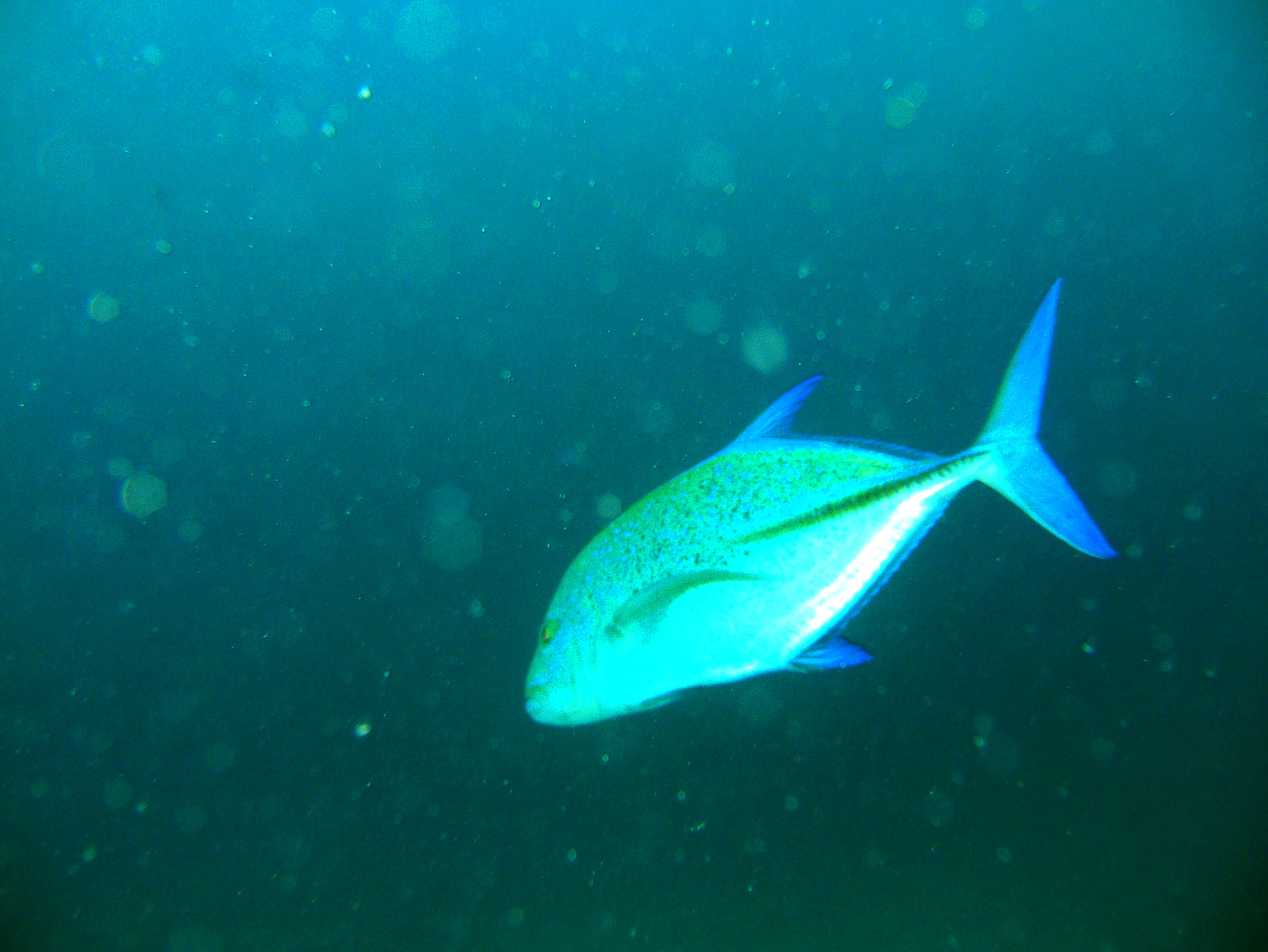 Dive 15 Philippines Mindoro Sabang West Escarceo Nov 2005 01