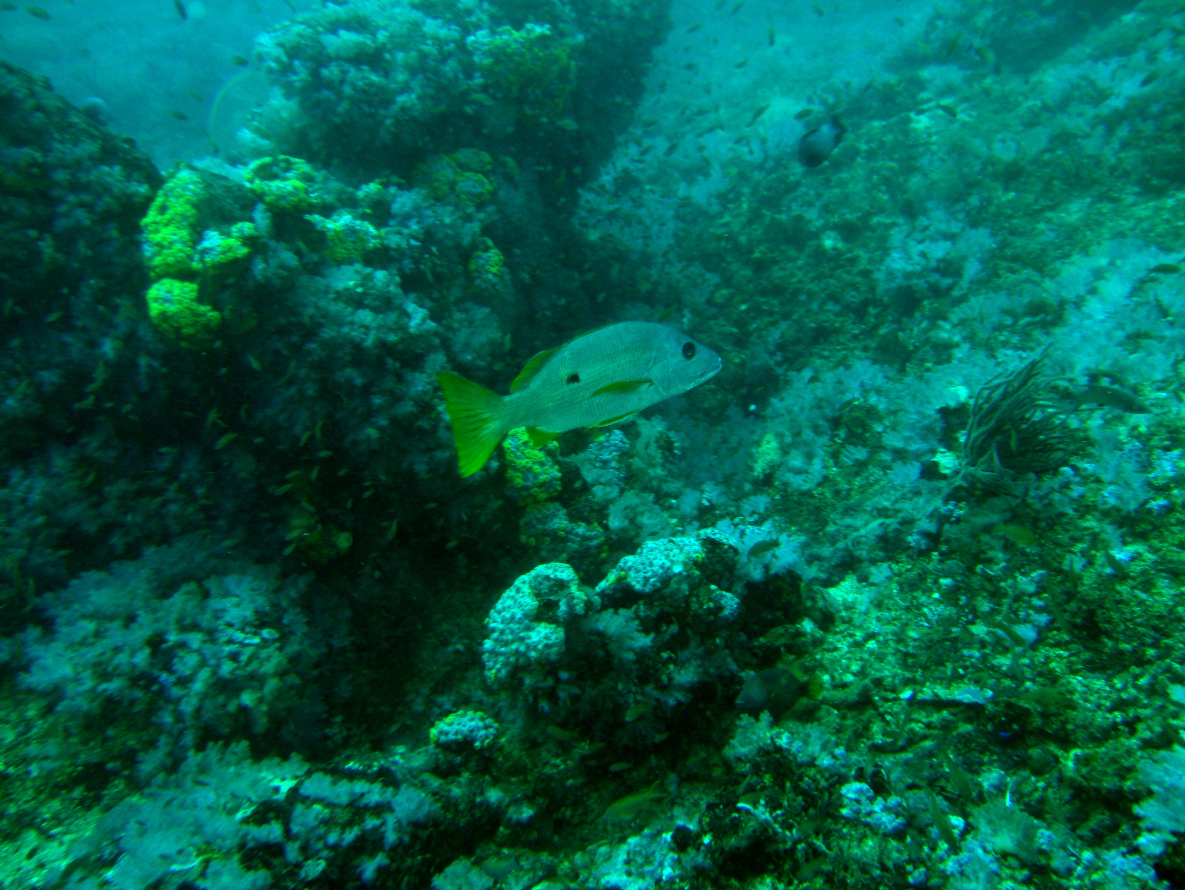 Dive 16 Philippines Mindoro Sabang hole in the wall Mar 2006 37