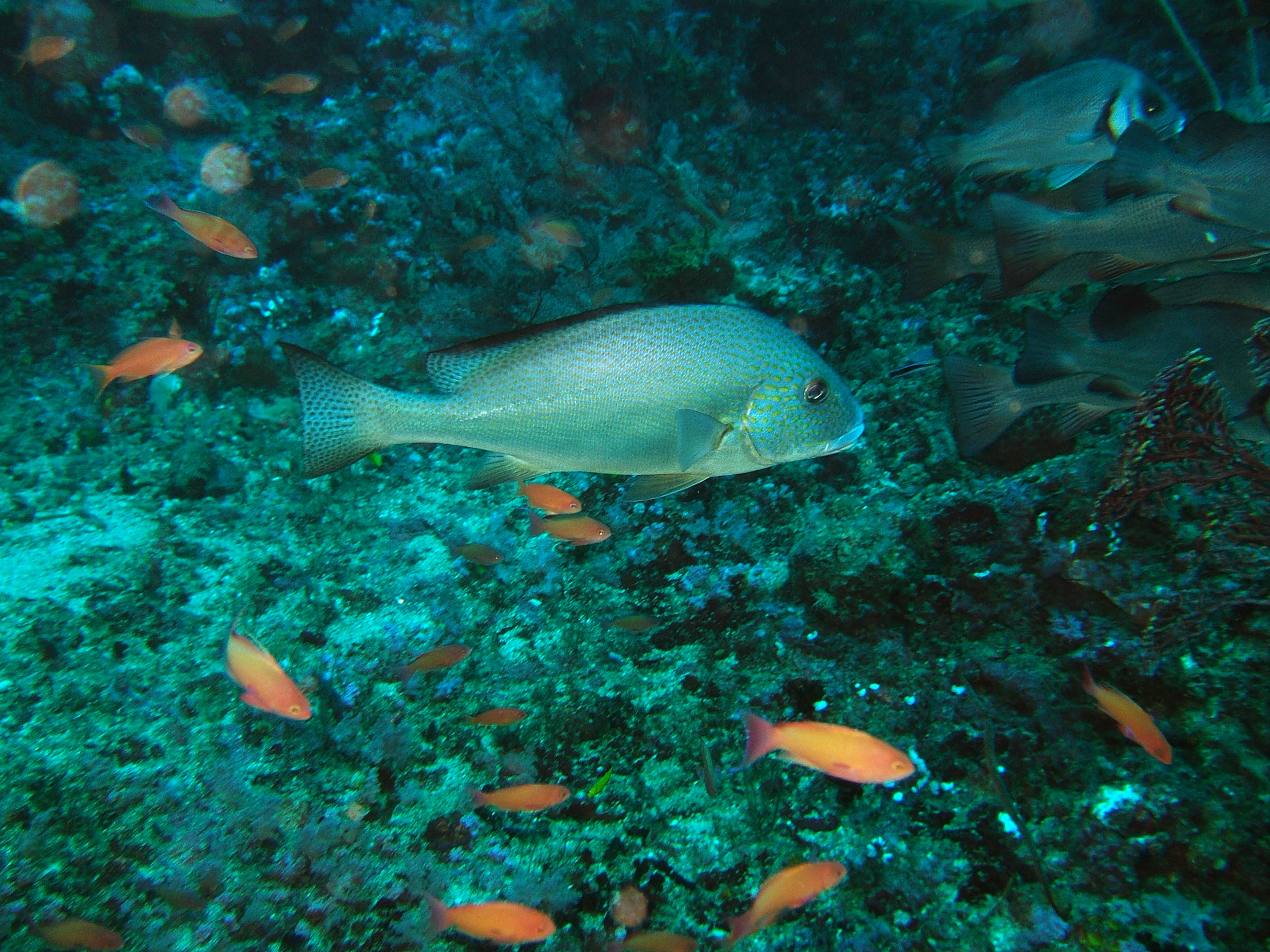 Dive 17 Philippines Mindoro Sabang Fish Bowl Oct 2005 18 