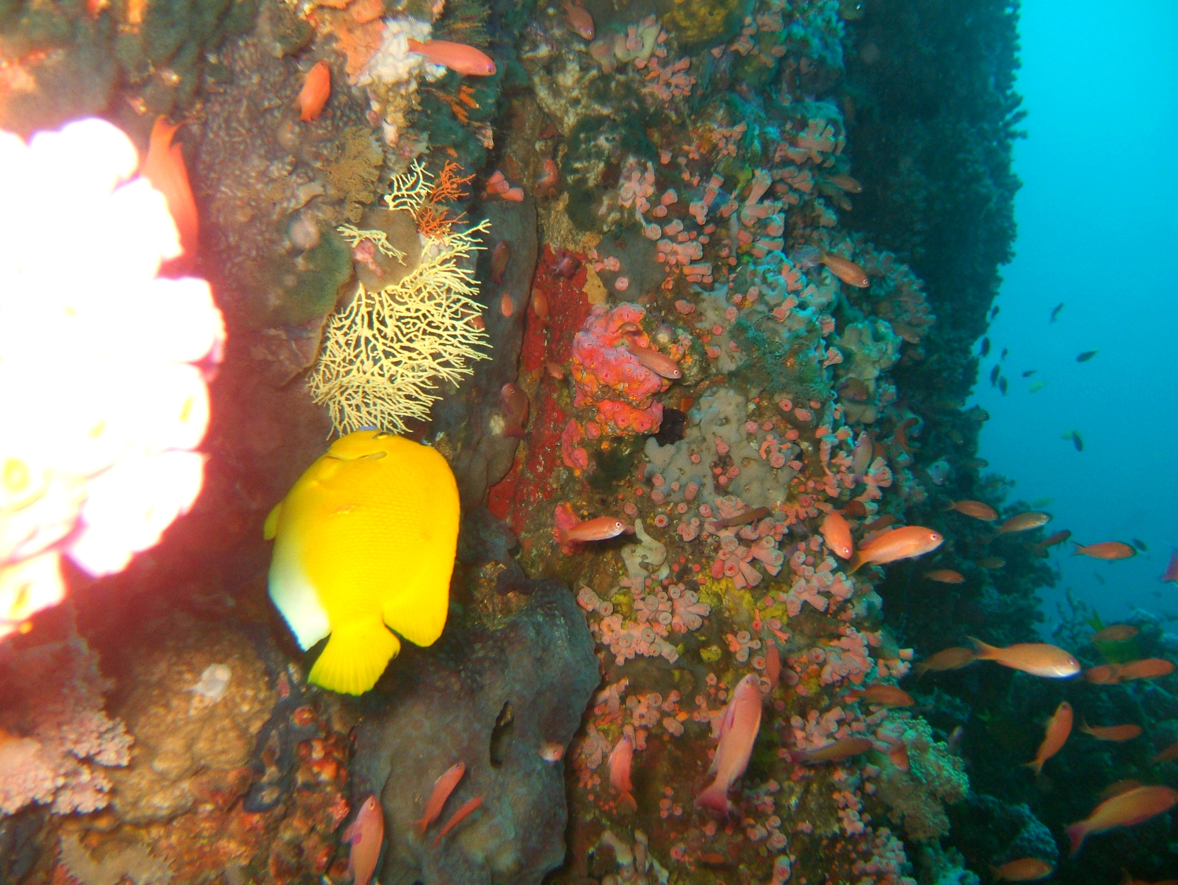 Dive 27 Philippines Mindoro Verdi Island Nov 2005 07