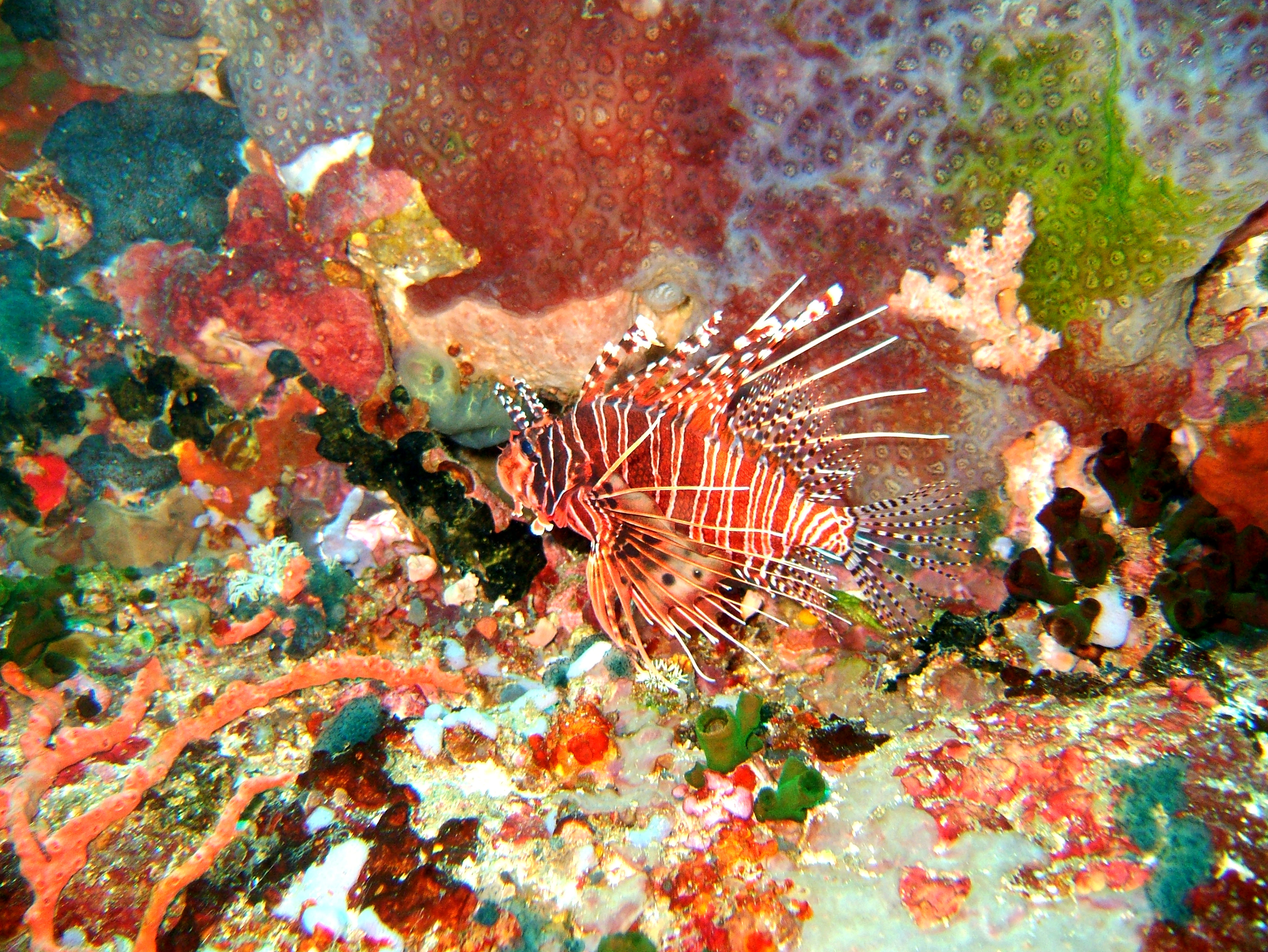 Dive 27 Philippines Mindoro Verdi Island Nov 2005 17