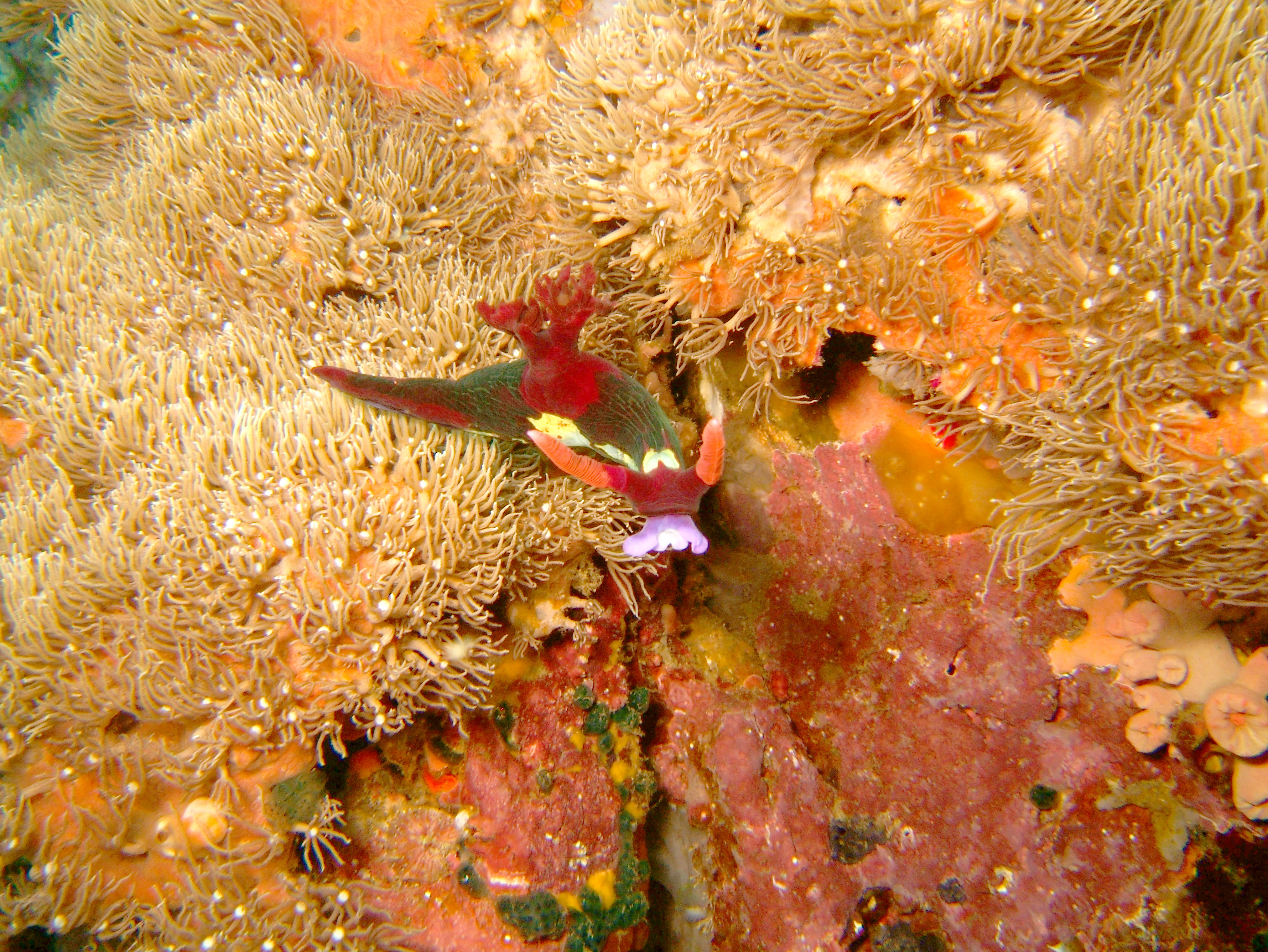 Dive 27 Philippines Mindoro Verdi Island Nov 2005 41