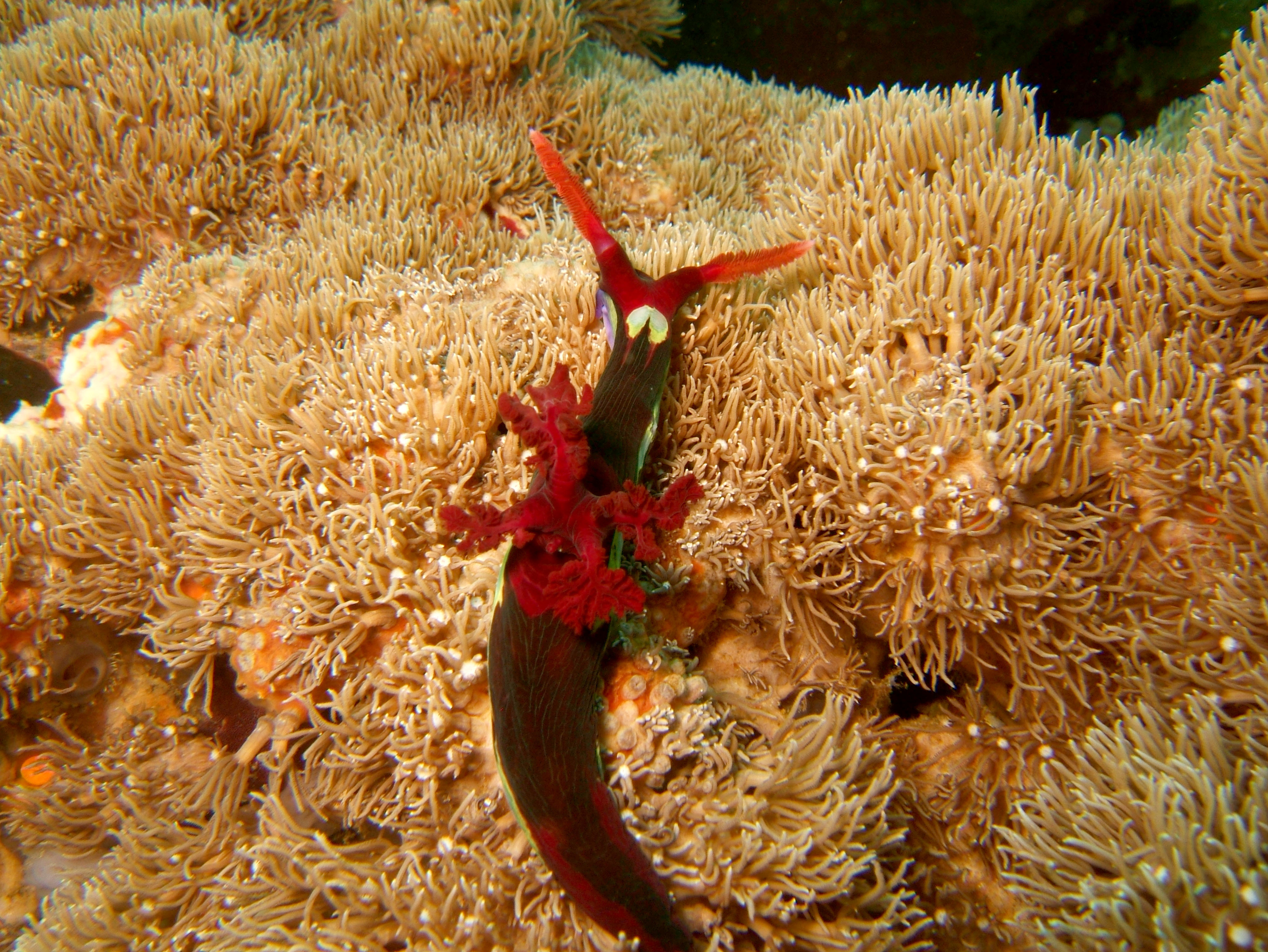 Dive 27 Philippines Mindoro Verdi Island Nov 2005 45
