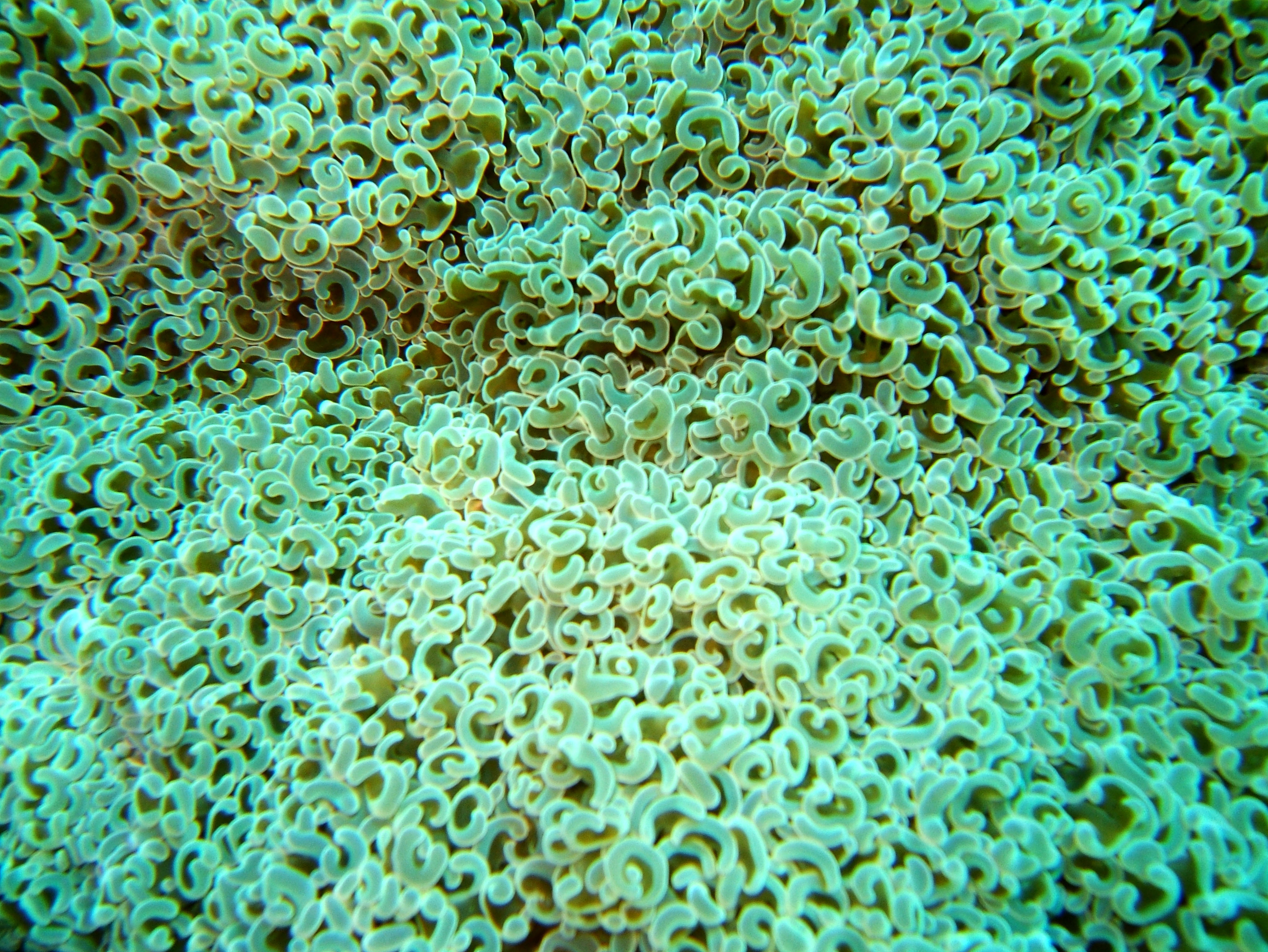 Dive 27 Philippines Mindoro Verdi Island Nov 2005 69