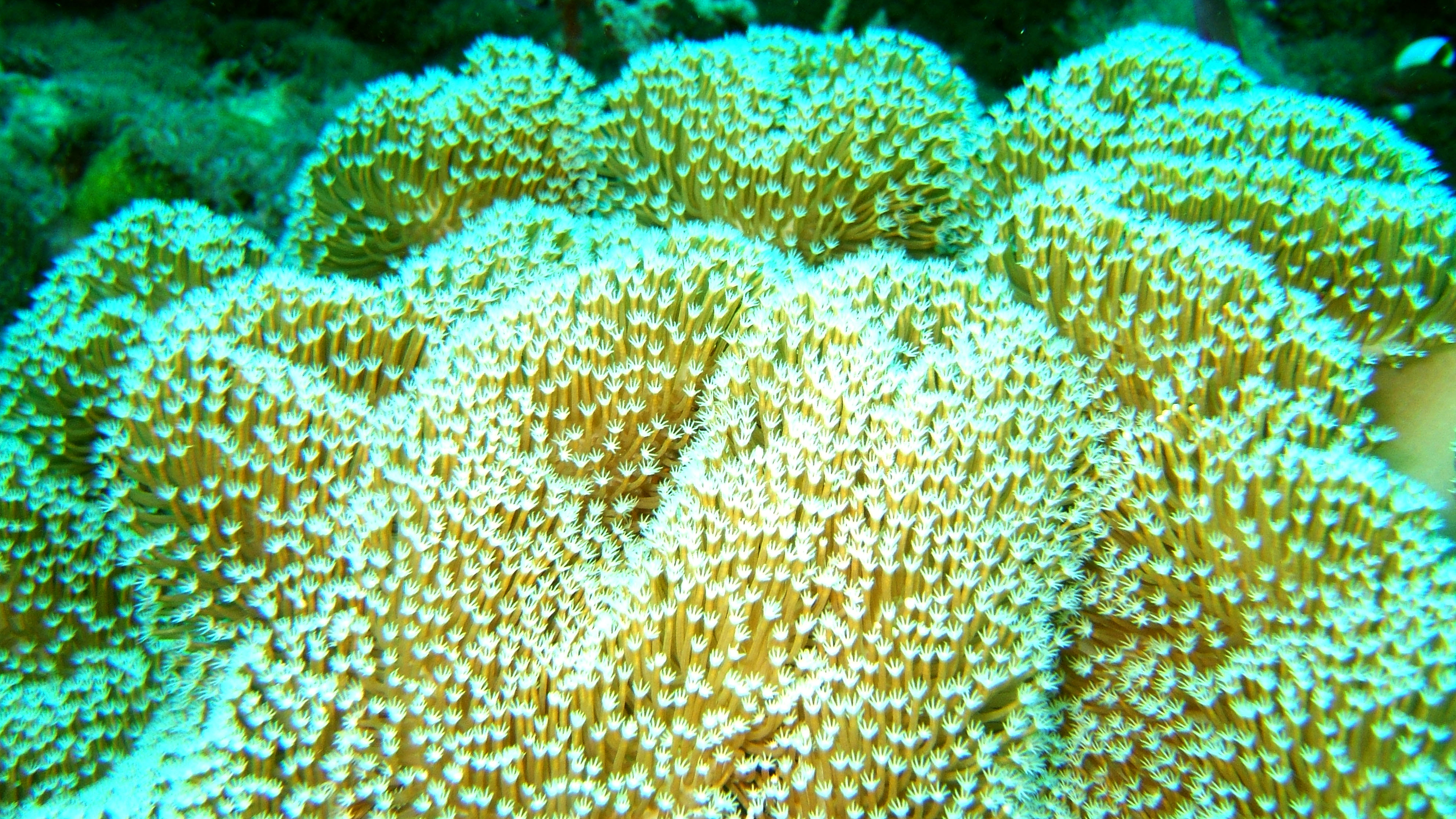 Dive 27 Philippines Mindoro Verdi Island Nov 2005 72