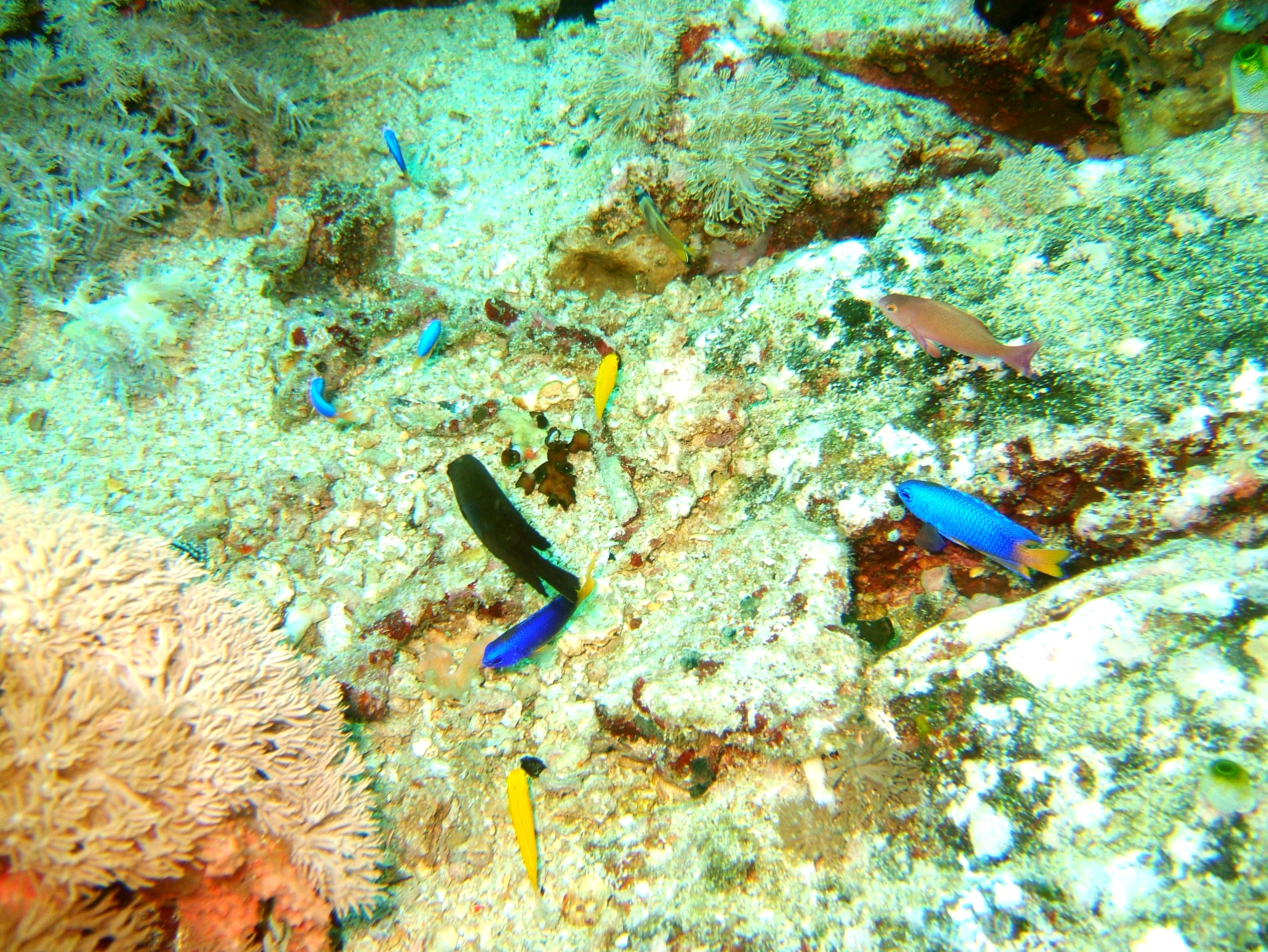Dive 27 Philippines Mindoro Verdi Island Nov 2005 91