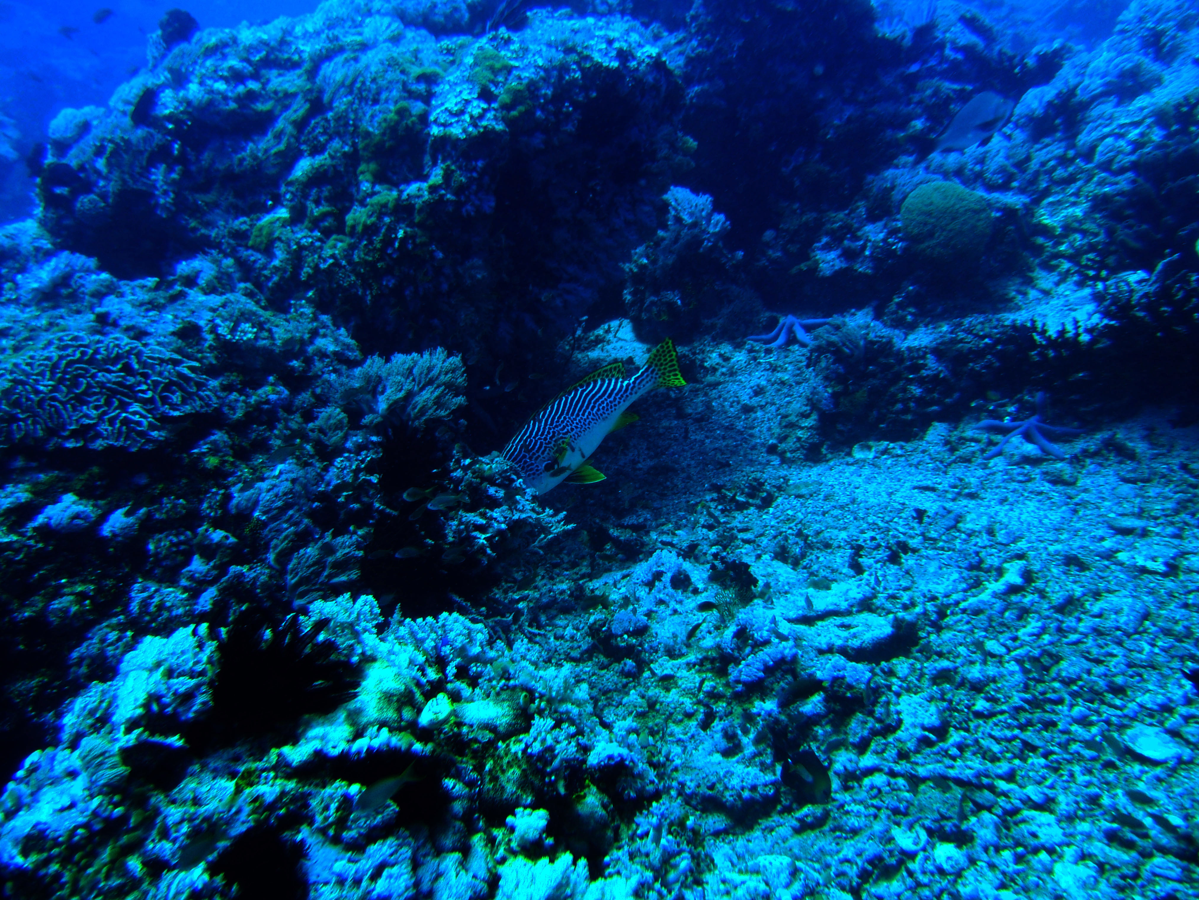 Dive 28 Philippines Mindoro Verdi Island June 2005 30
