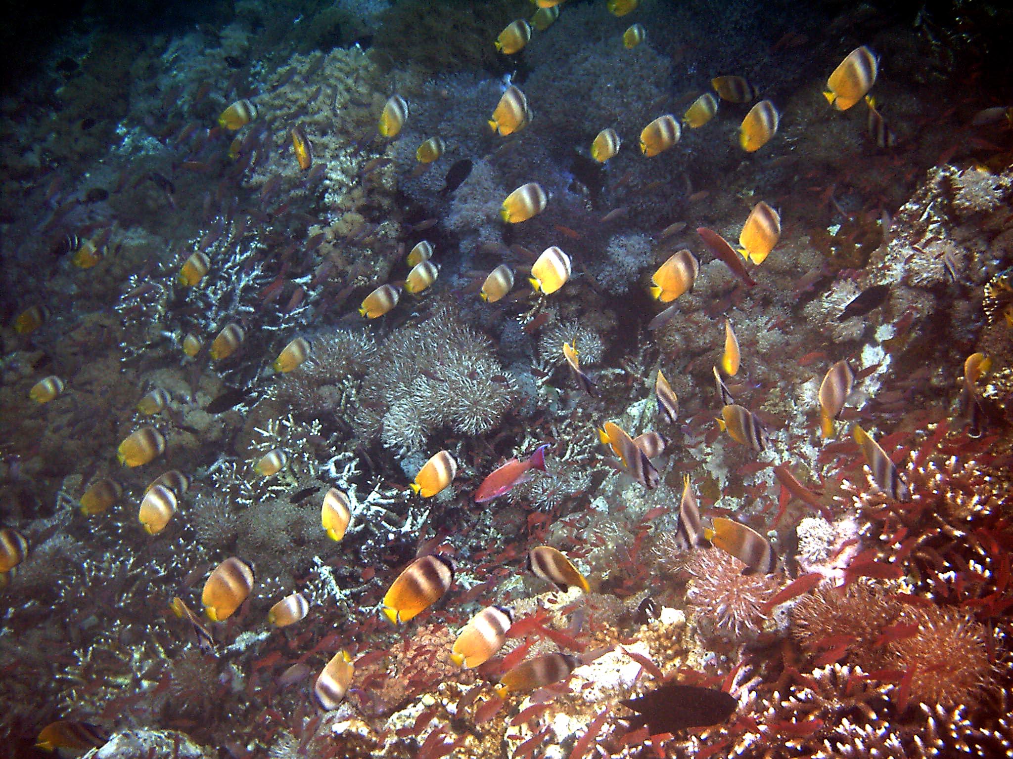 Dive 28 Philippines Mindoro Verdi Island June 2005 39