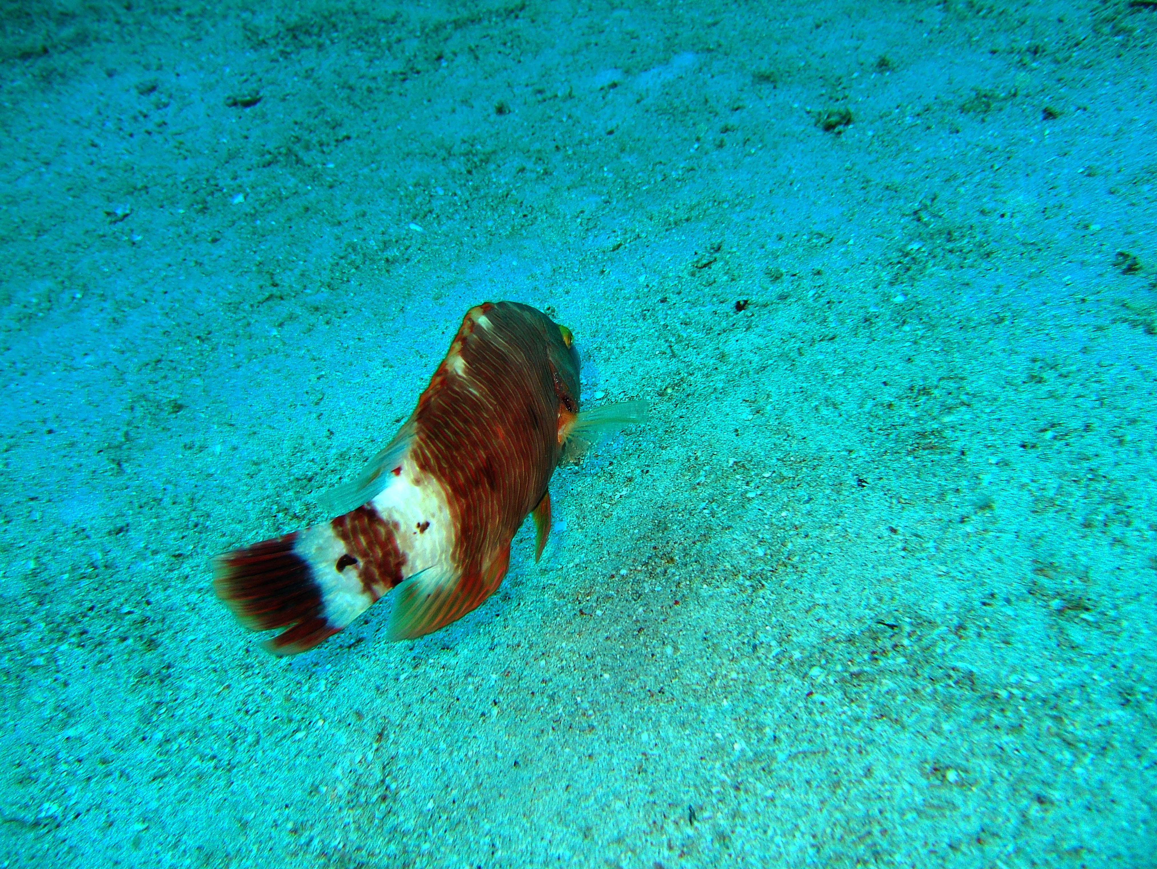 Dive 8 Philippines Mindoro Sabang Junk July 2005 30