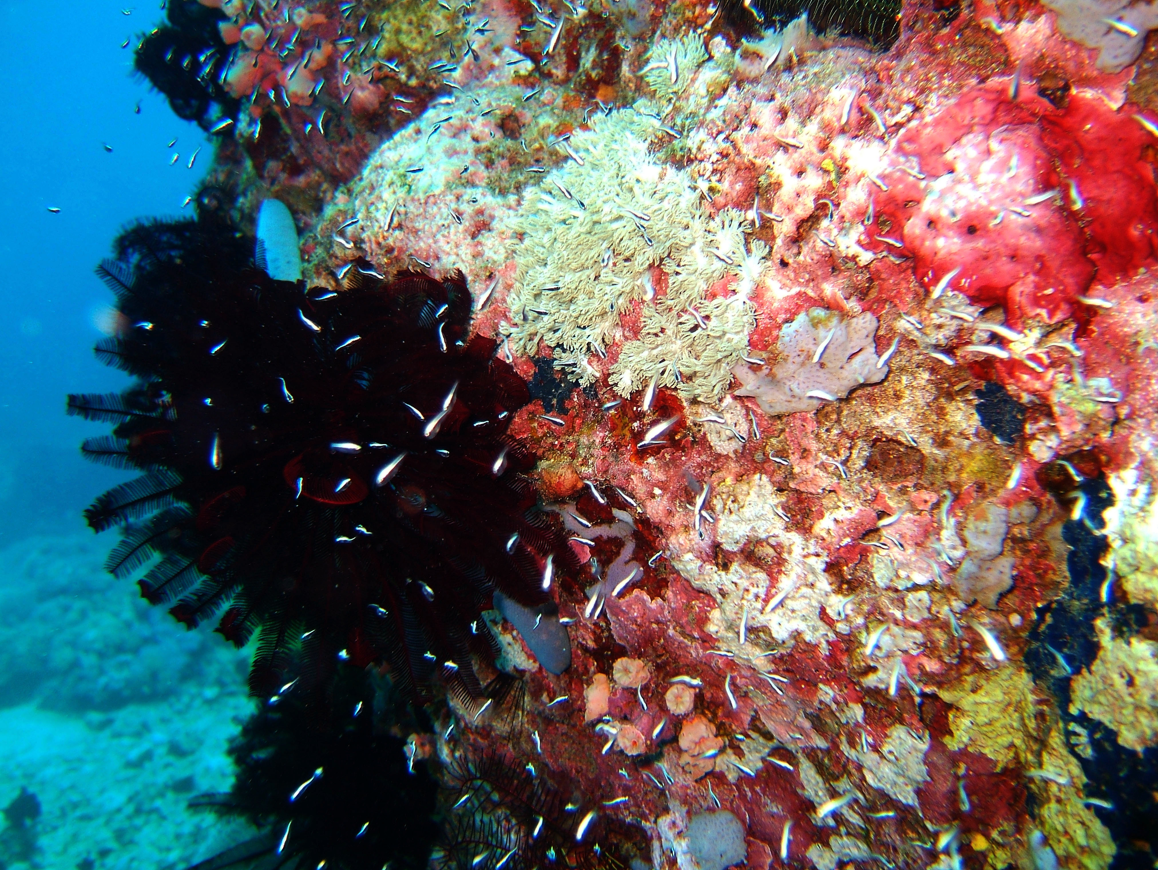 Dive 8 Philippines Mindoro Sabang Junk July 2005 51