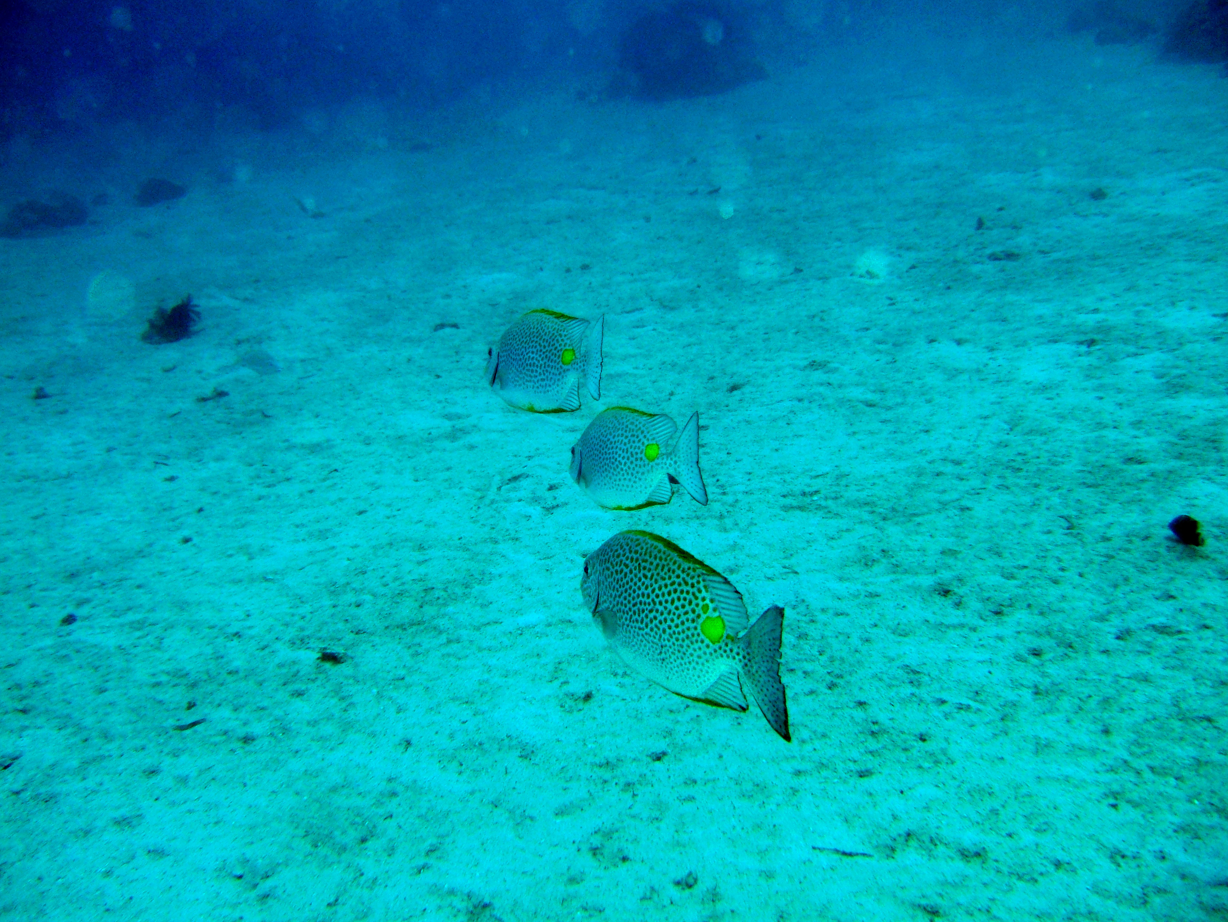 Dive 8 Philippines Mindoro Sabang Junk Nov 2005 22