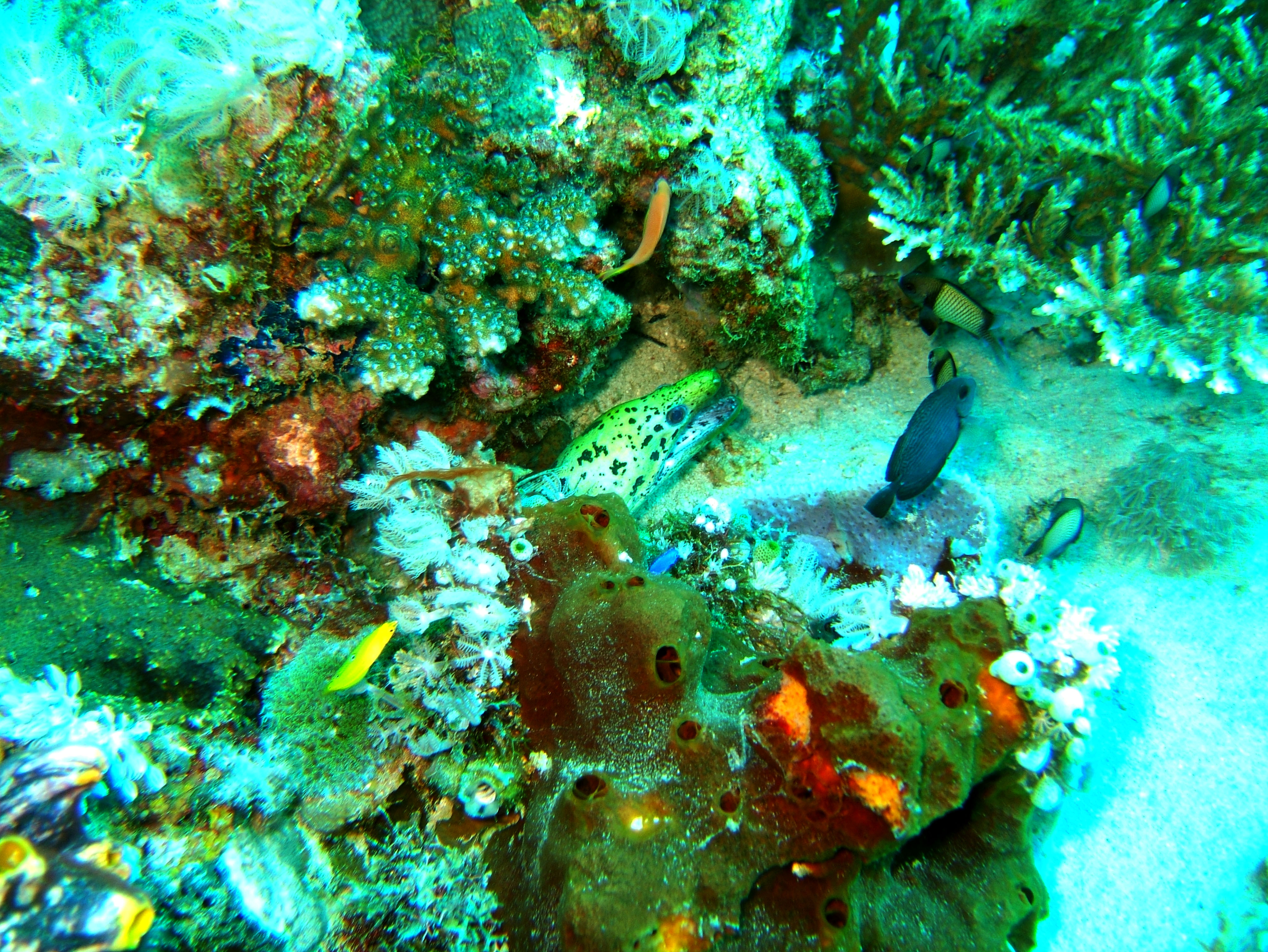 Dive 8 Philippines Mindoro Sabang Junk Nov 2005 59