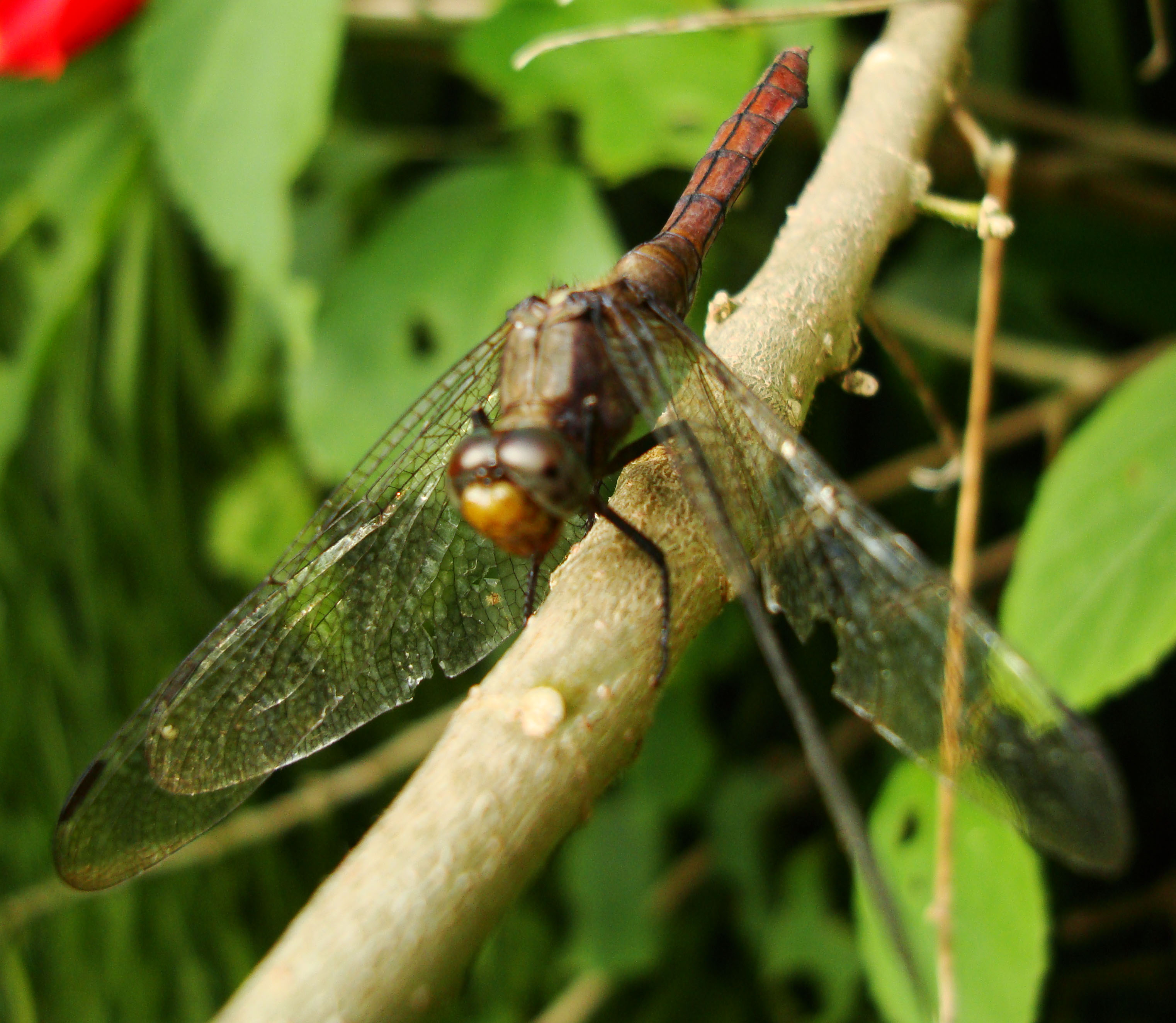 Libellulidae Fiery Skimmer Dragonfly Orthetrum villosovittatum female 06