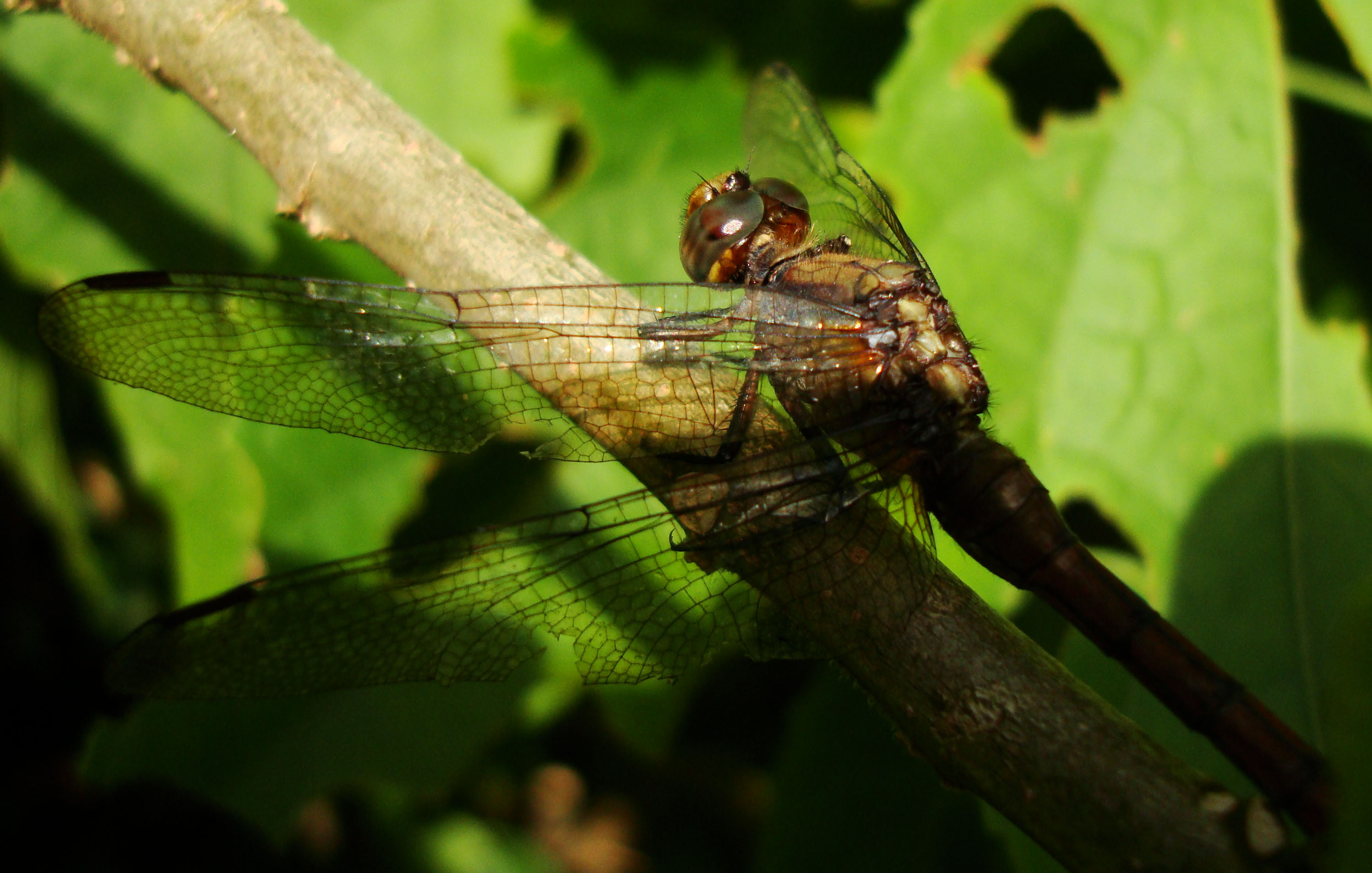 Libellulidae Fiery Skimmer Dragonfly Orthetrum villosovittatum female 12